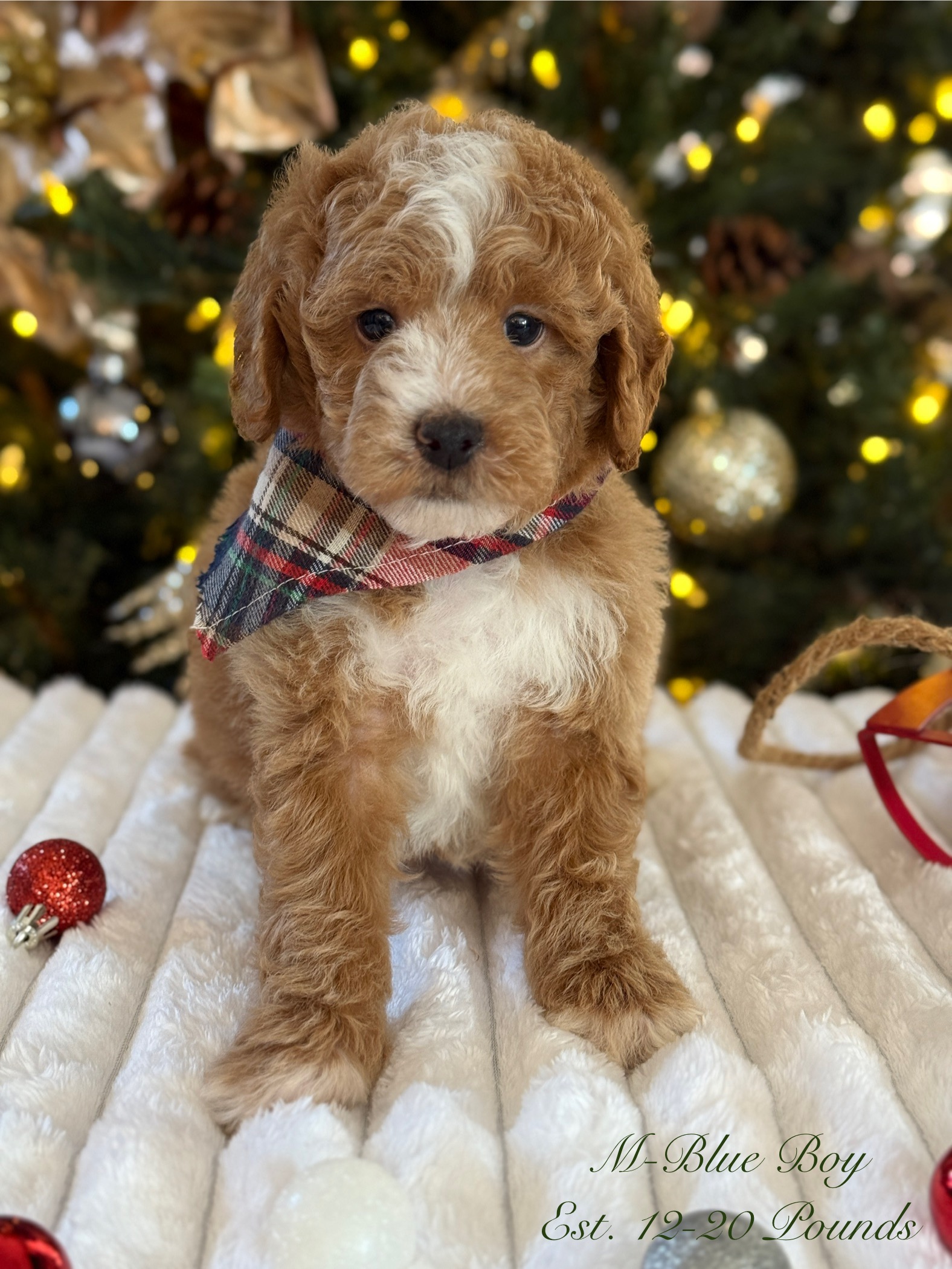 Why a Micro Goldendoodle Makes the Perfect Christmas Gift in Dallas, Texas — Texas Goldendoodle Lovers blog