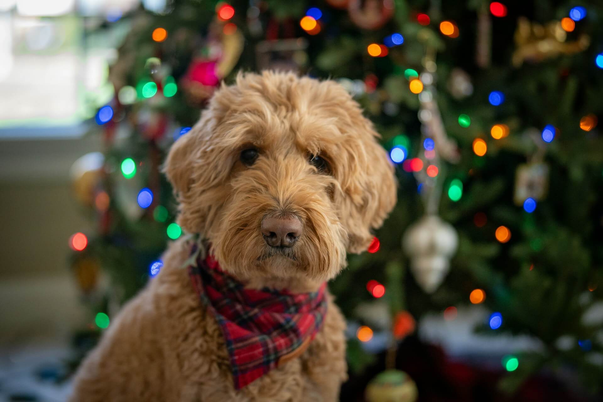 Types of Goldendoodles: Find the Right Fit for Your Family — Texas Goldendoodle Lovers blog