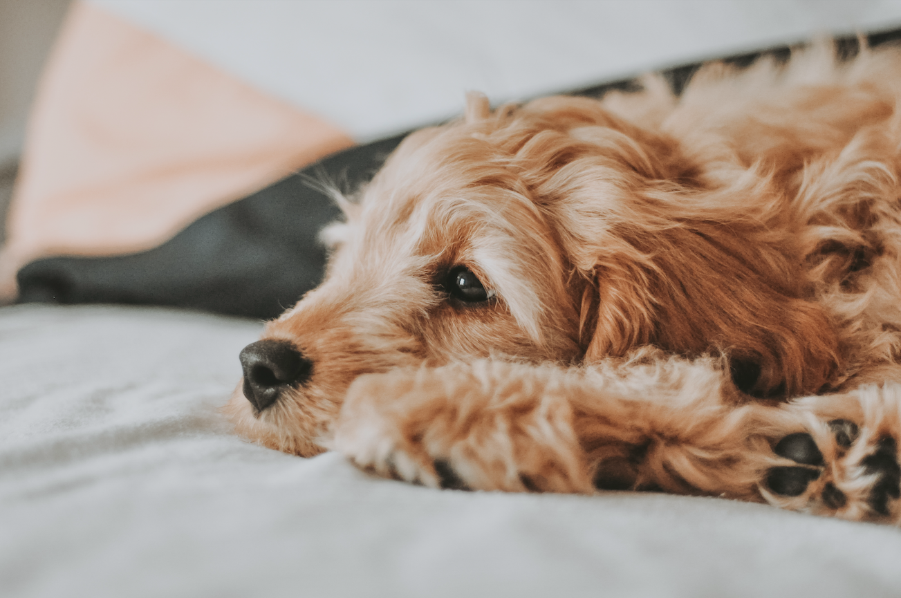  Preventing Goldendoodle Ear Infections