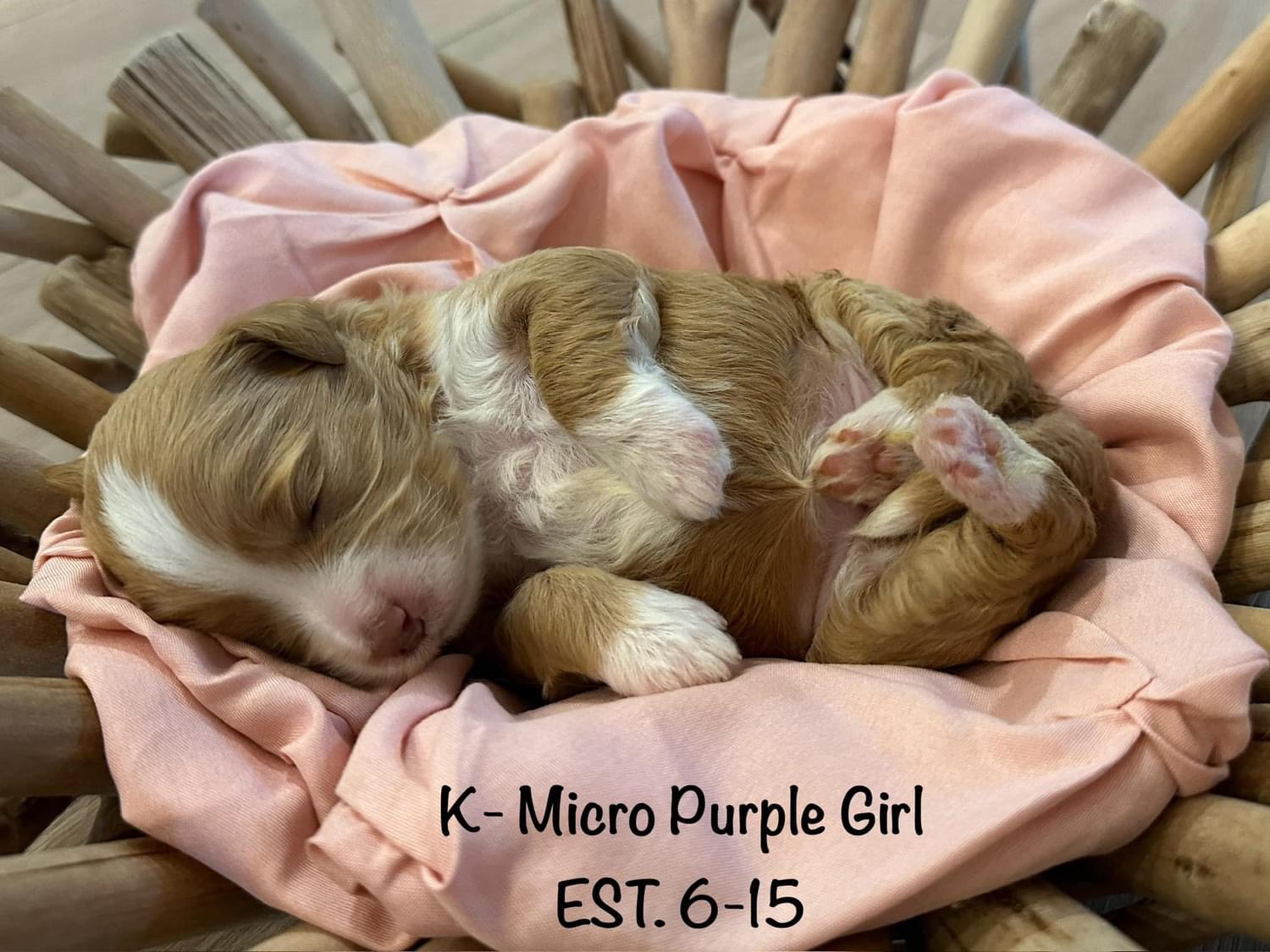 New Goldendoodle Litter Alert Knox + Khole — Texas Goldendoodle Lovers blog