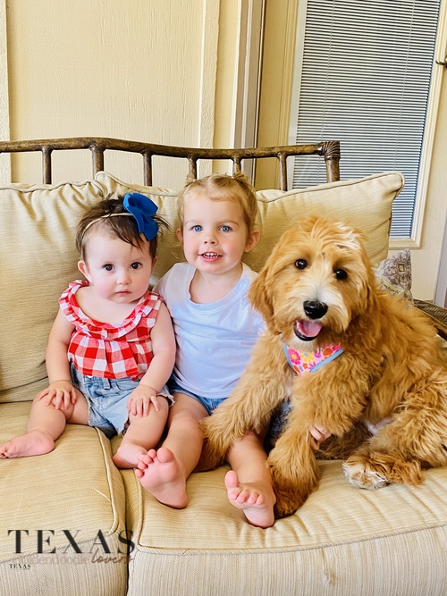 Adoption process — Texas Goldendoodle Lovers blog