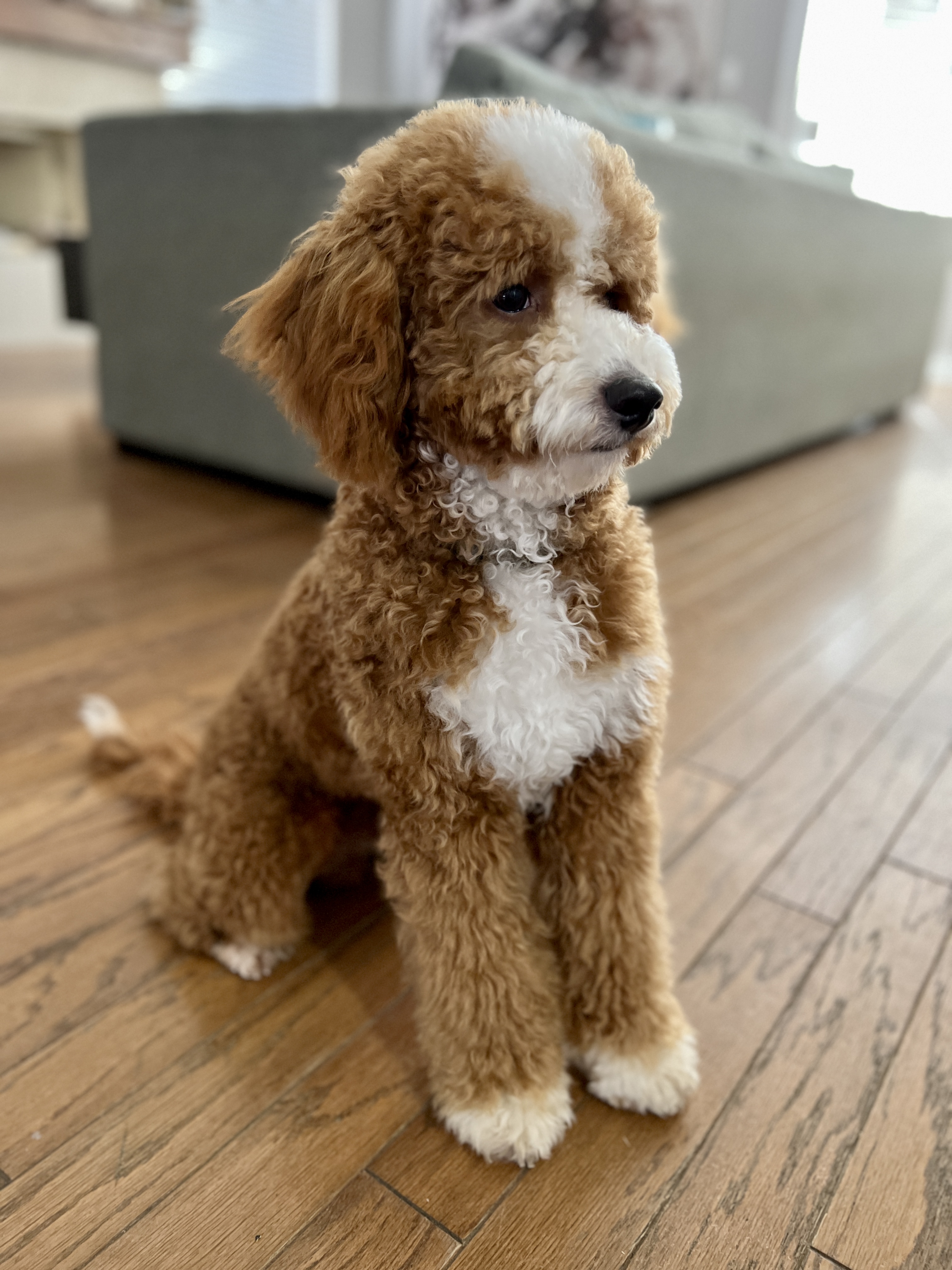 The Cost of owning a Goldendoodle