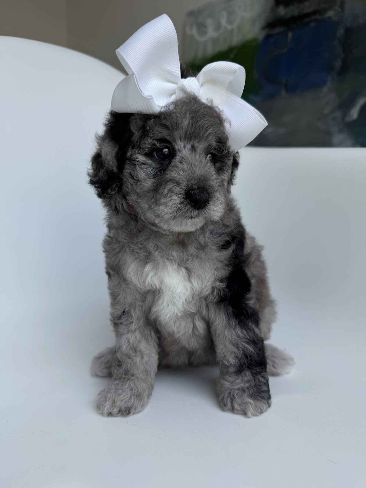 G Pink Girl Goldendoodle puppy playing at home in Dallas, Texas