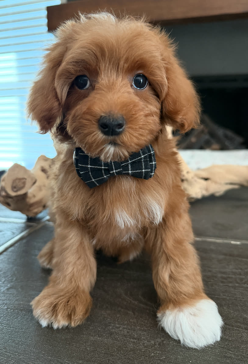 D-Orange Boy, a micro Goldendoodle puppy available from Texas Goldendoodle Lovers in Dallas, Texas