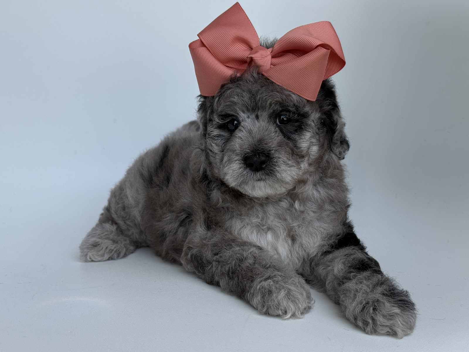Teacup Goldendoodles: Size, Price and What to Know