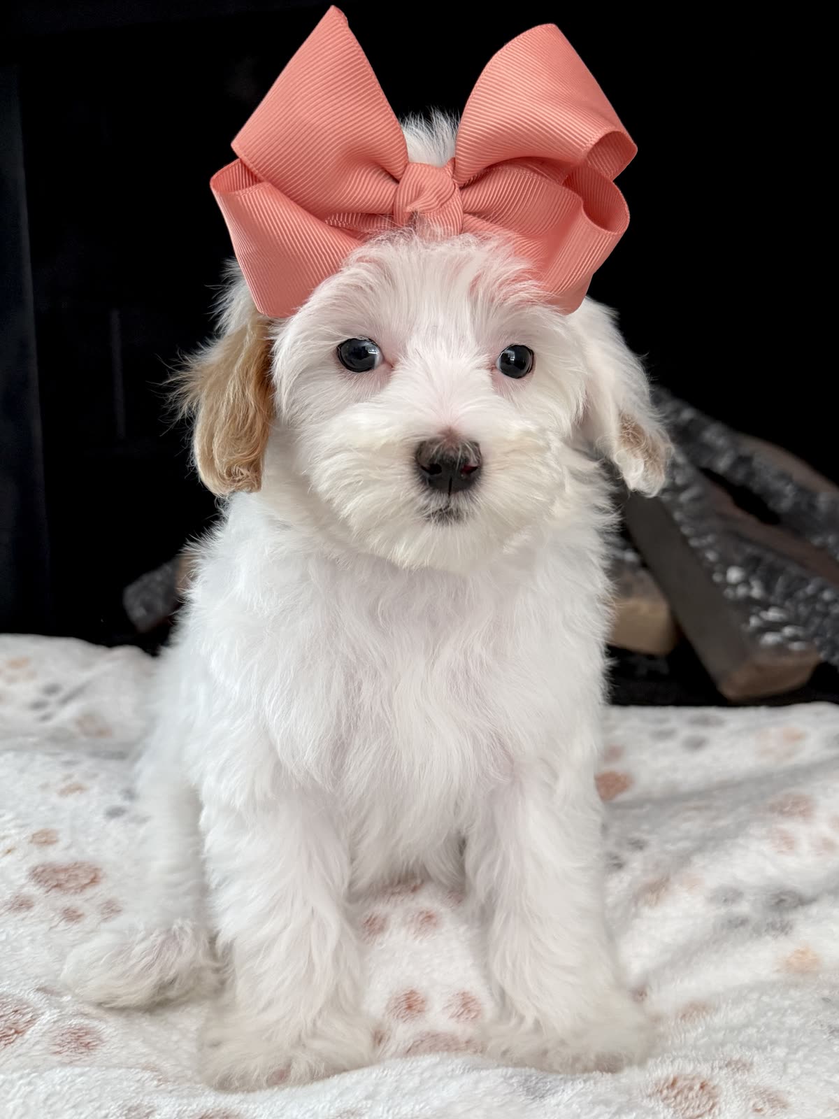 D-Peach Girl, a micro Goldendoodle puppy available from Texas Goldendoodle Lovers in Dallas, Texas