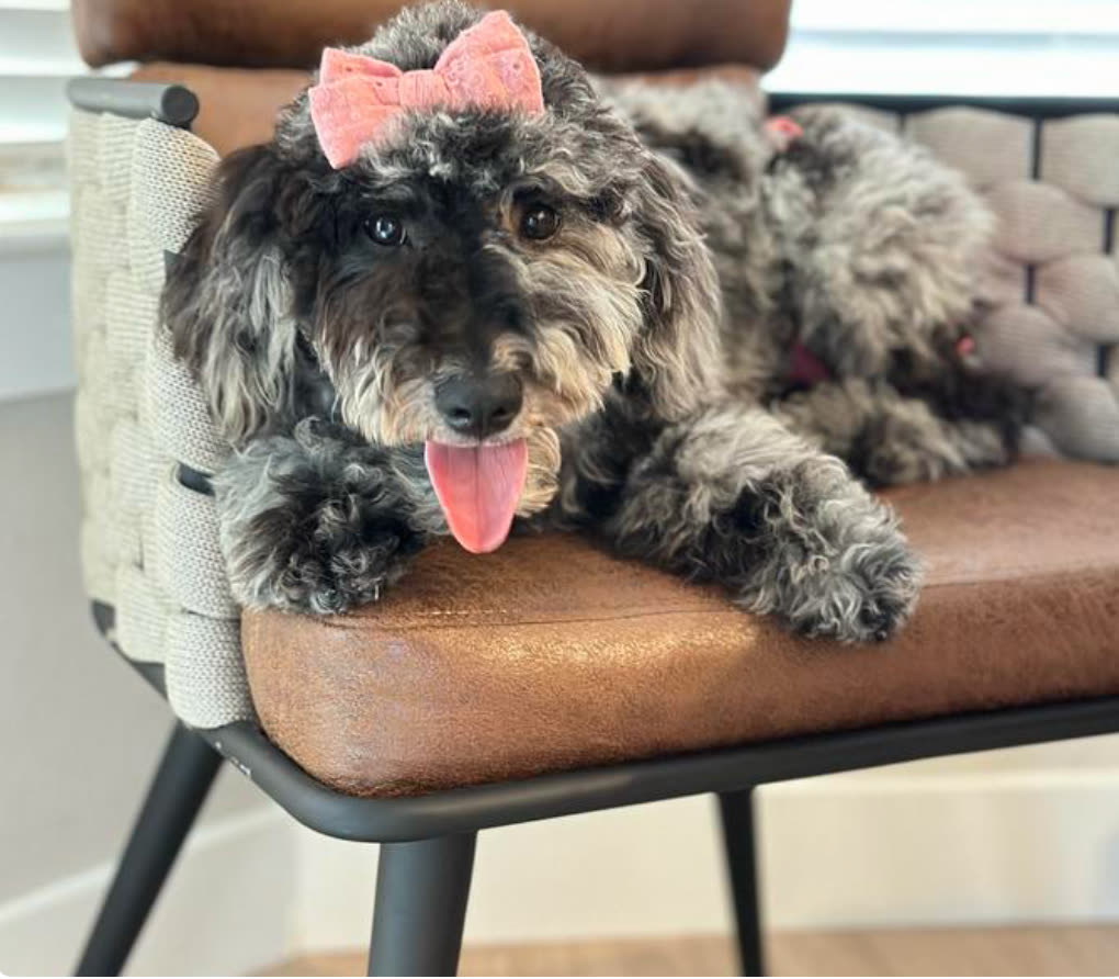 Karlie, mother of this micro Goldendoodle litter at Texas Goldendoodle Lovers