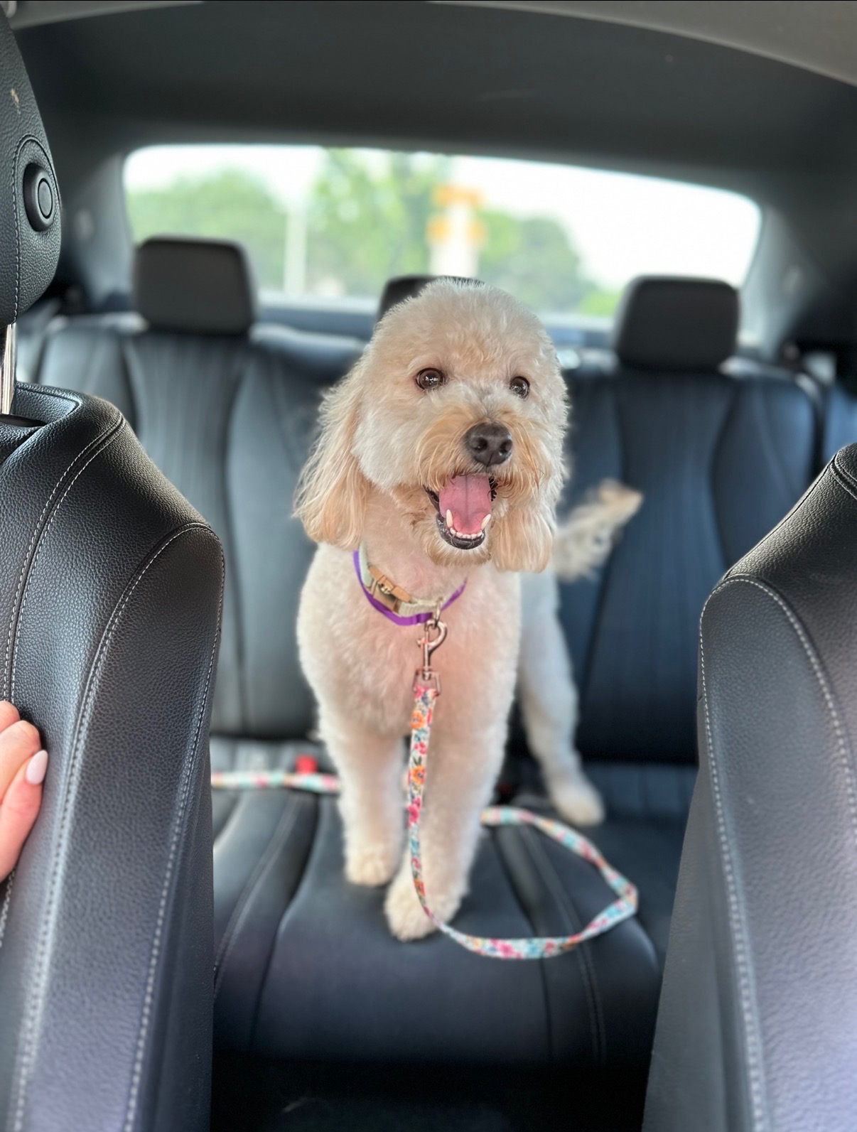 Libby, mother of this micro Goldendoodle litter at Texas Goldendoodle Lovers
