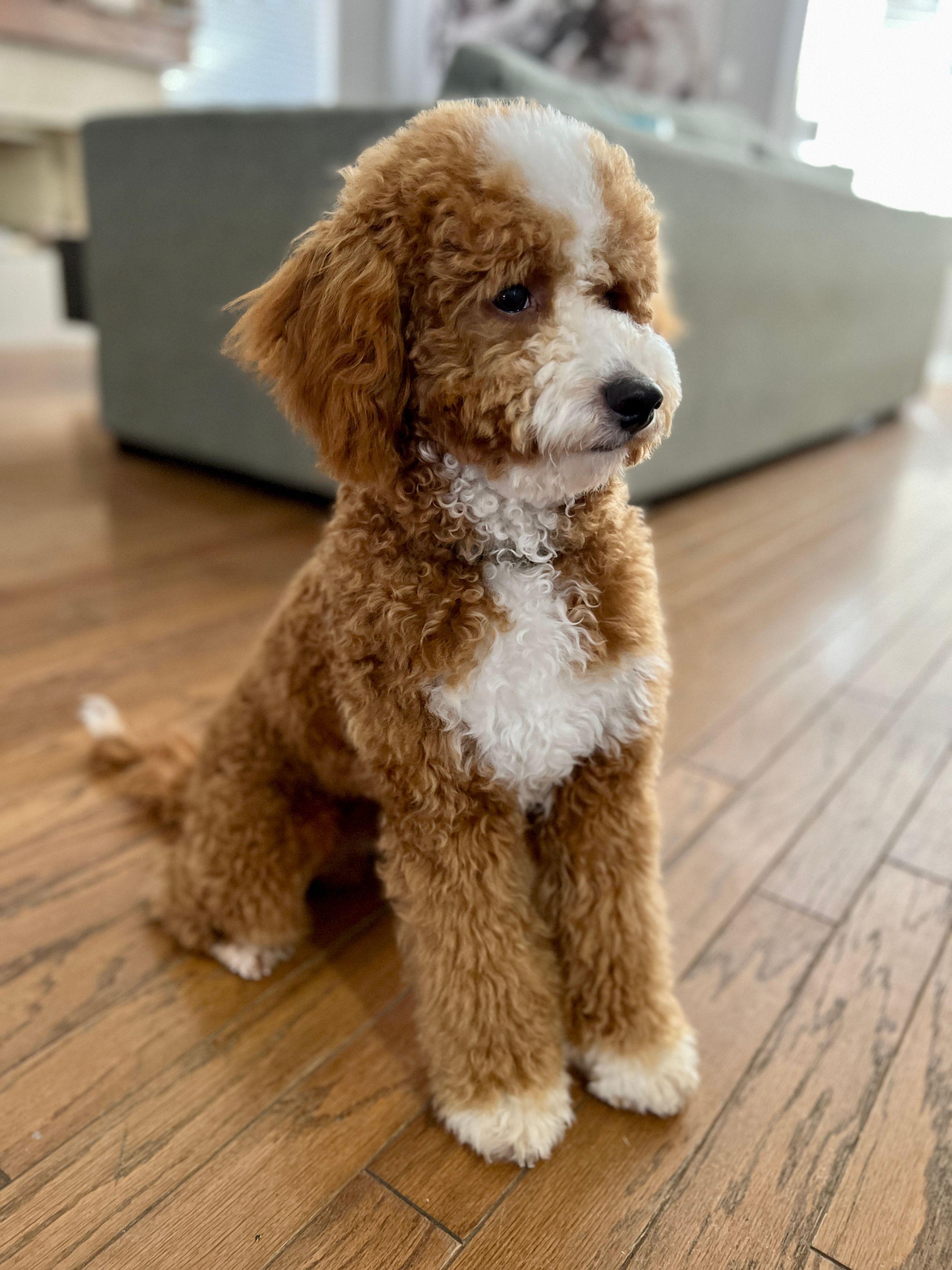Benji, father of this micro Goldendoodle litter at Texas Goldendoodle Lovers