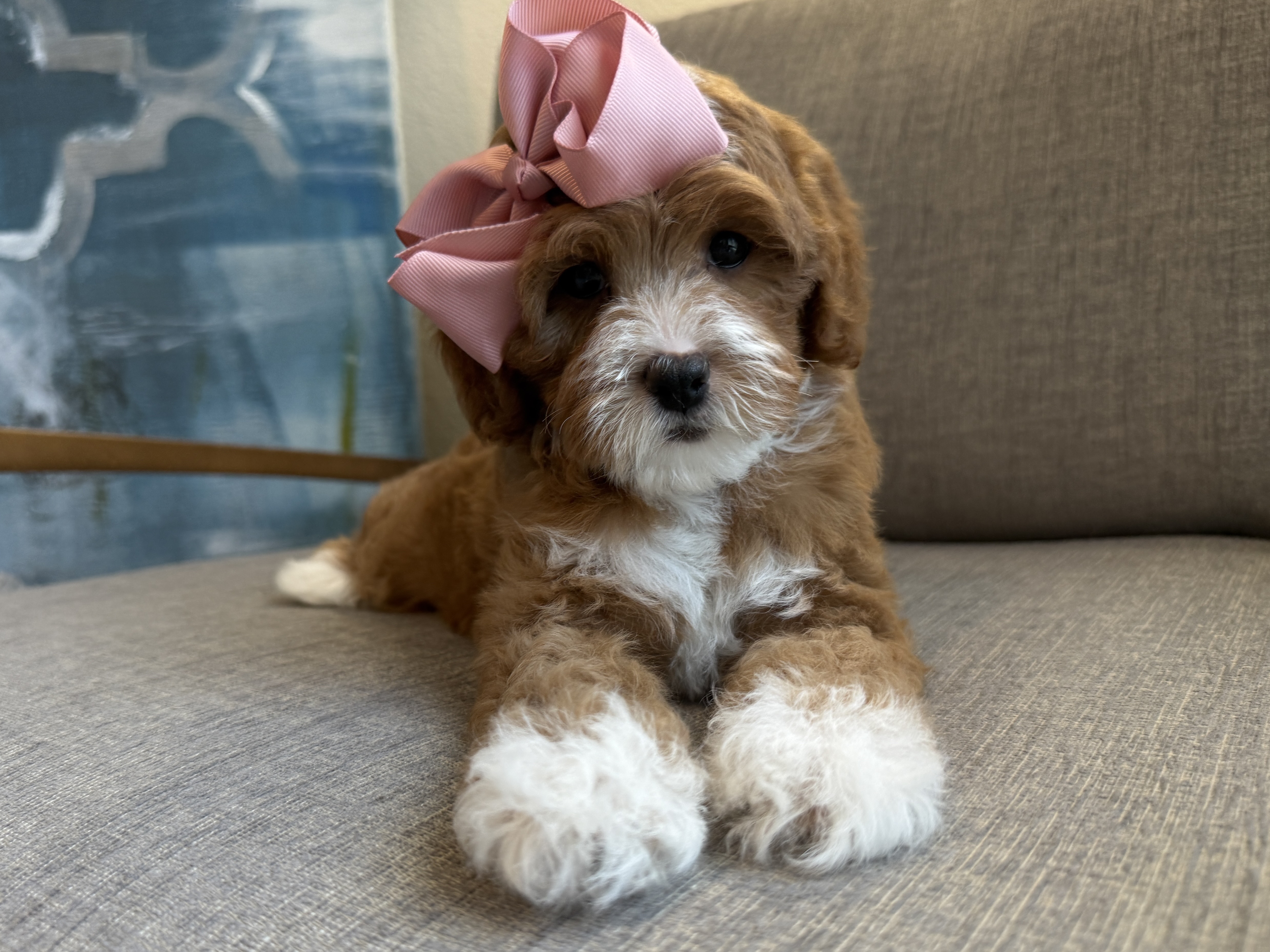 Mini Goldendoodle puppies for sale in Texas — Texas Goldendoodle Lovers blog