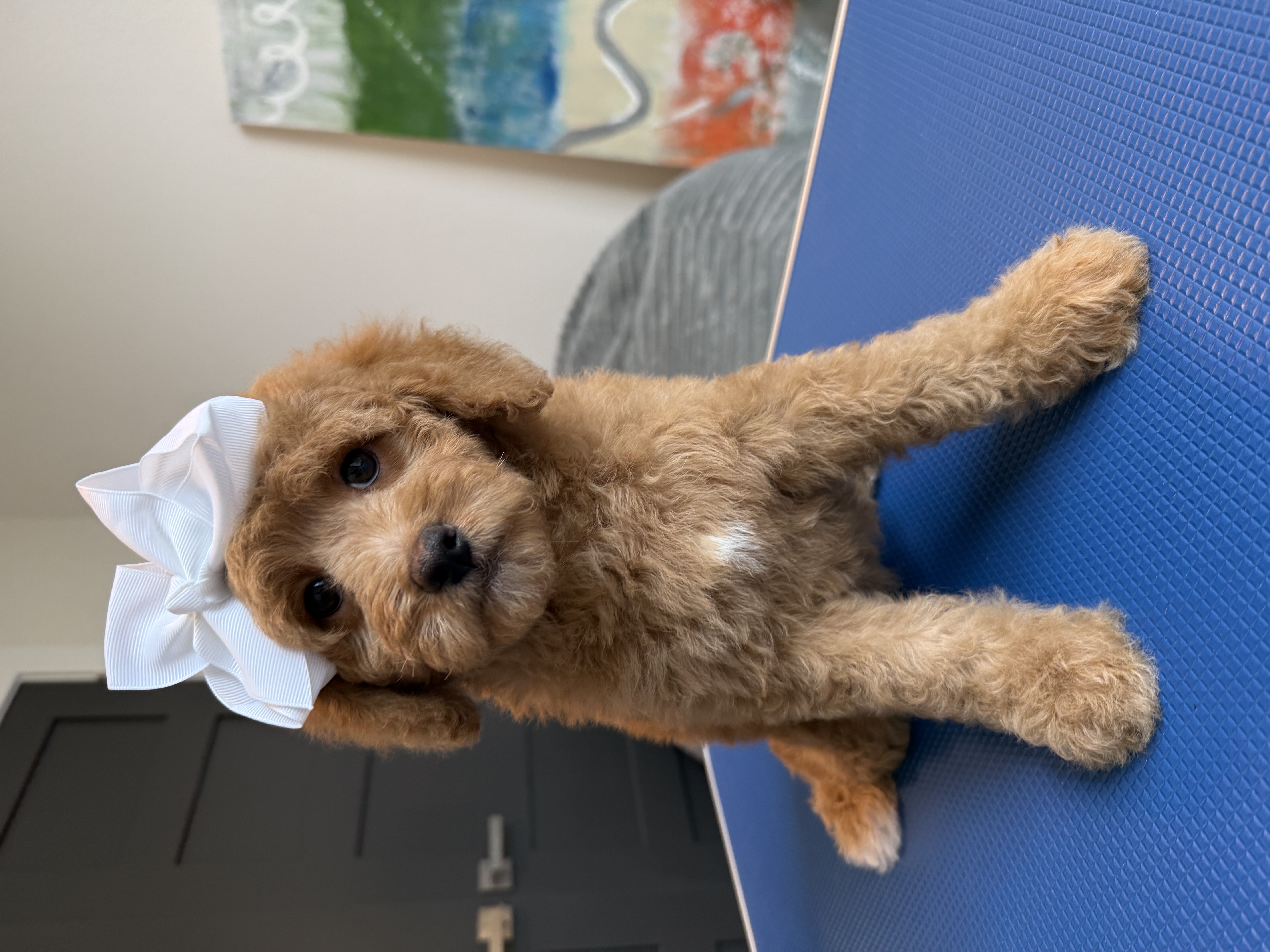 L-Pink Girl, a micro Goldendoodle puppy available from Texas Goldendoodle Lovers in Dallas, Texas