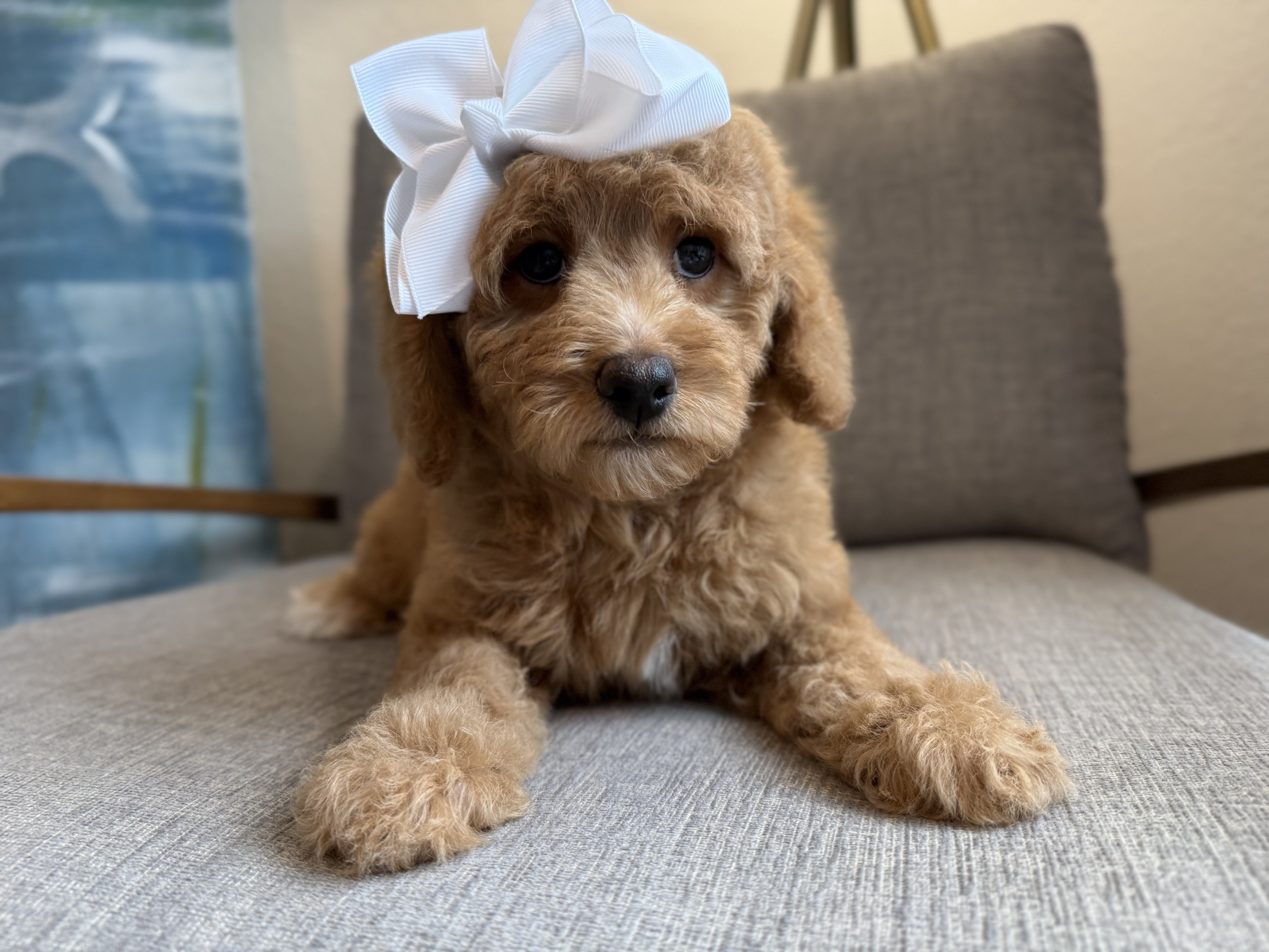 Goldendoodles available for under $1,000