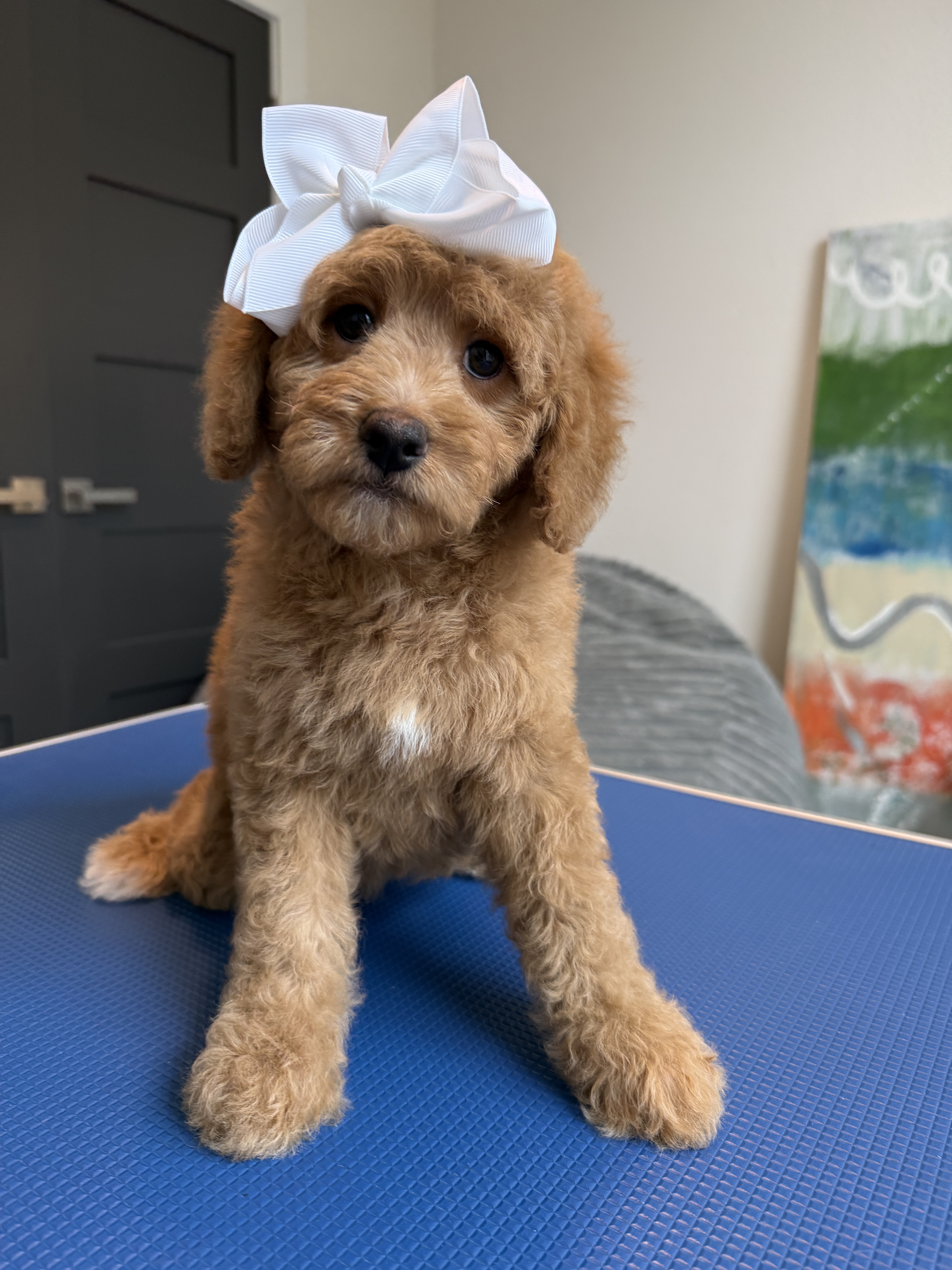 L-Pink Girl, a micro Goldendoodle puppy available from Texas Goldendoodle Lovers in Dallas, Texas