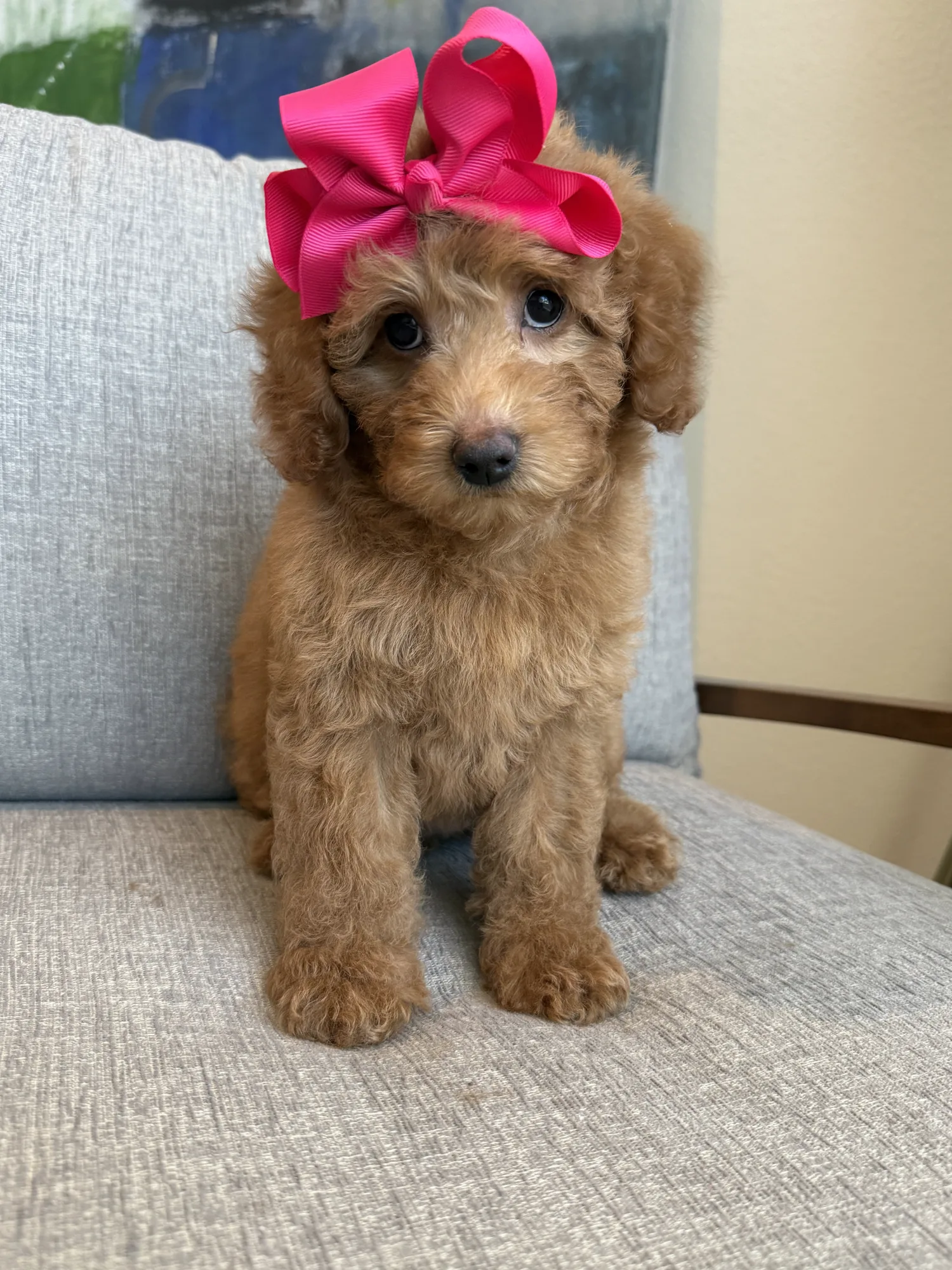 K-Purple Girl, a micro Goldendoodle puppy available from Texas Goldendoodle Lovers in Dallas, Texas