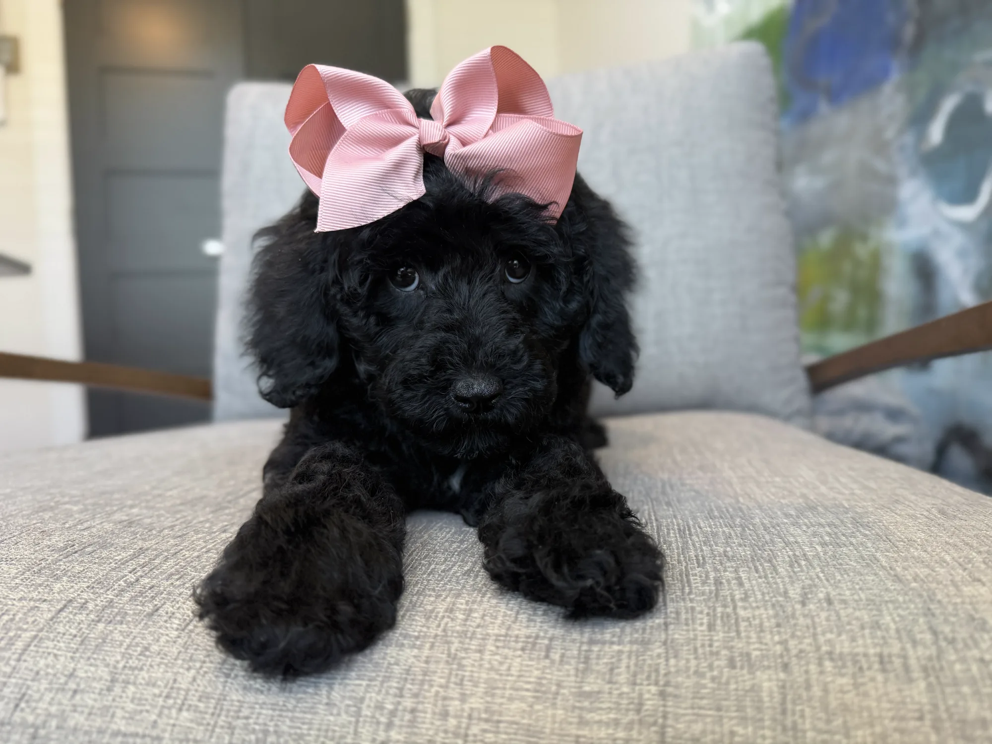 Goldendoodles available for under $1,000