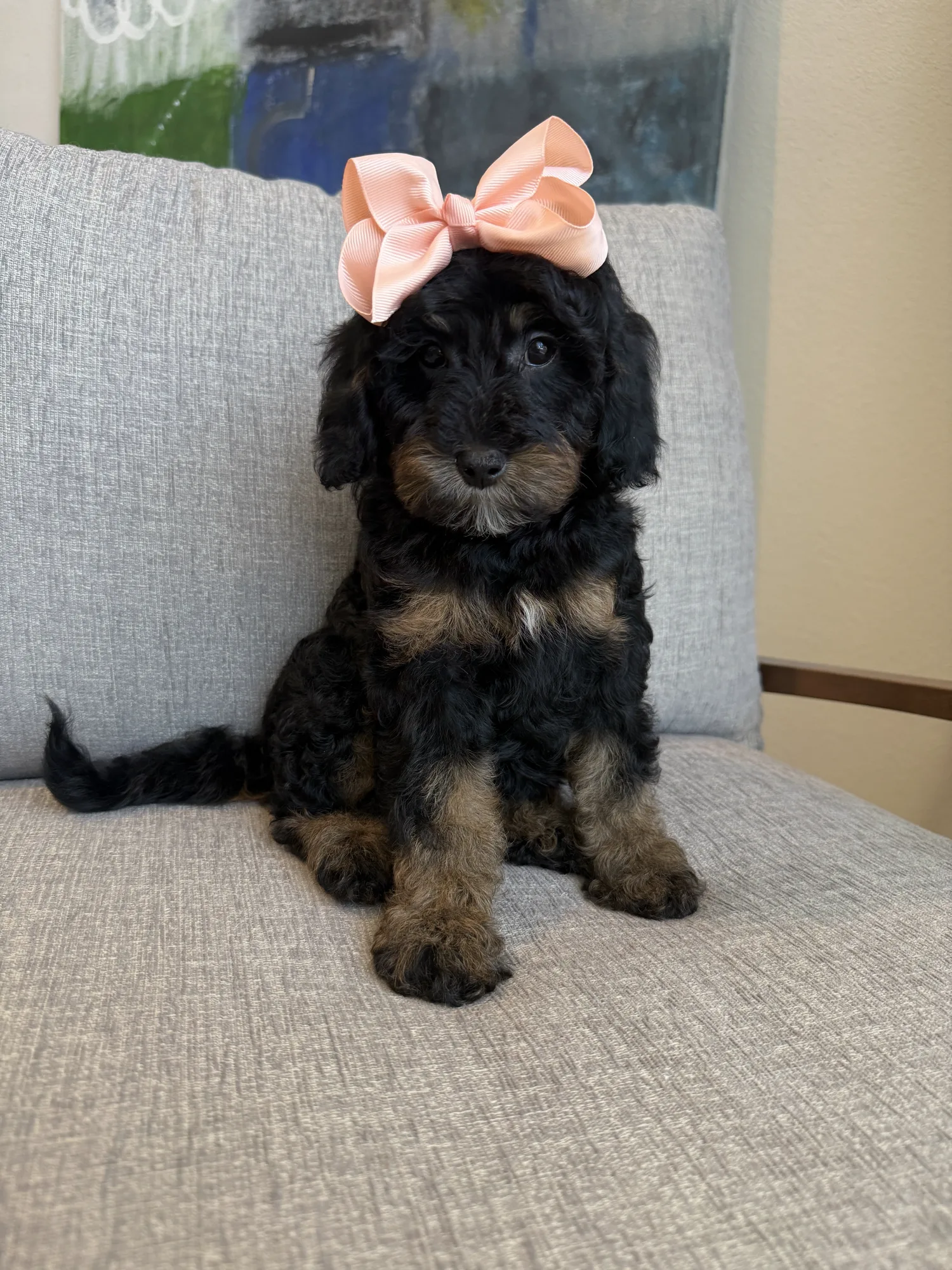 K-Pink Girl, a micro Goldendoodle puppy available from Texas Goldendoodle Lovers in Dallas, Texas