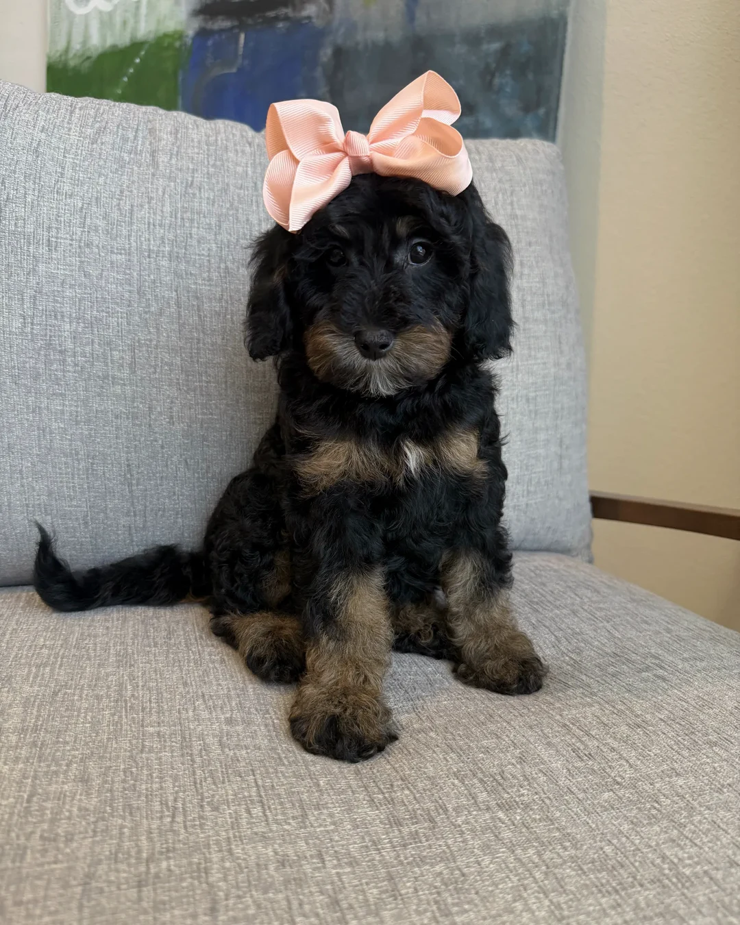 F1 vs F1B vs Multigen Goldendoodles: Best for Allergies