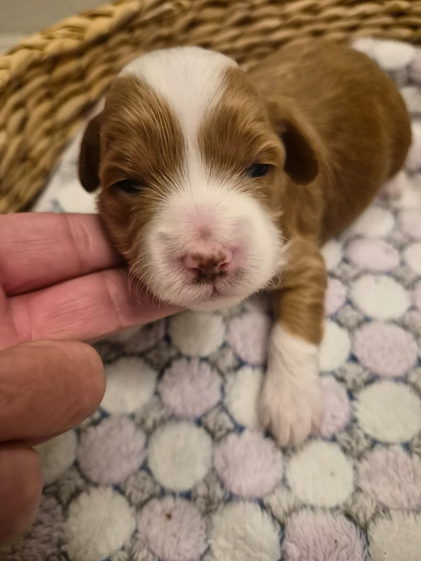 M-Blue Boy multigen micro Goldendoodle puppy from Texas Goldendoodle Lovers in Dallas, Texas