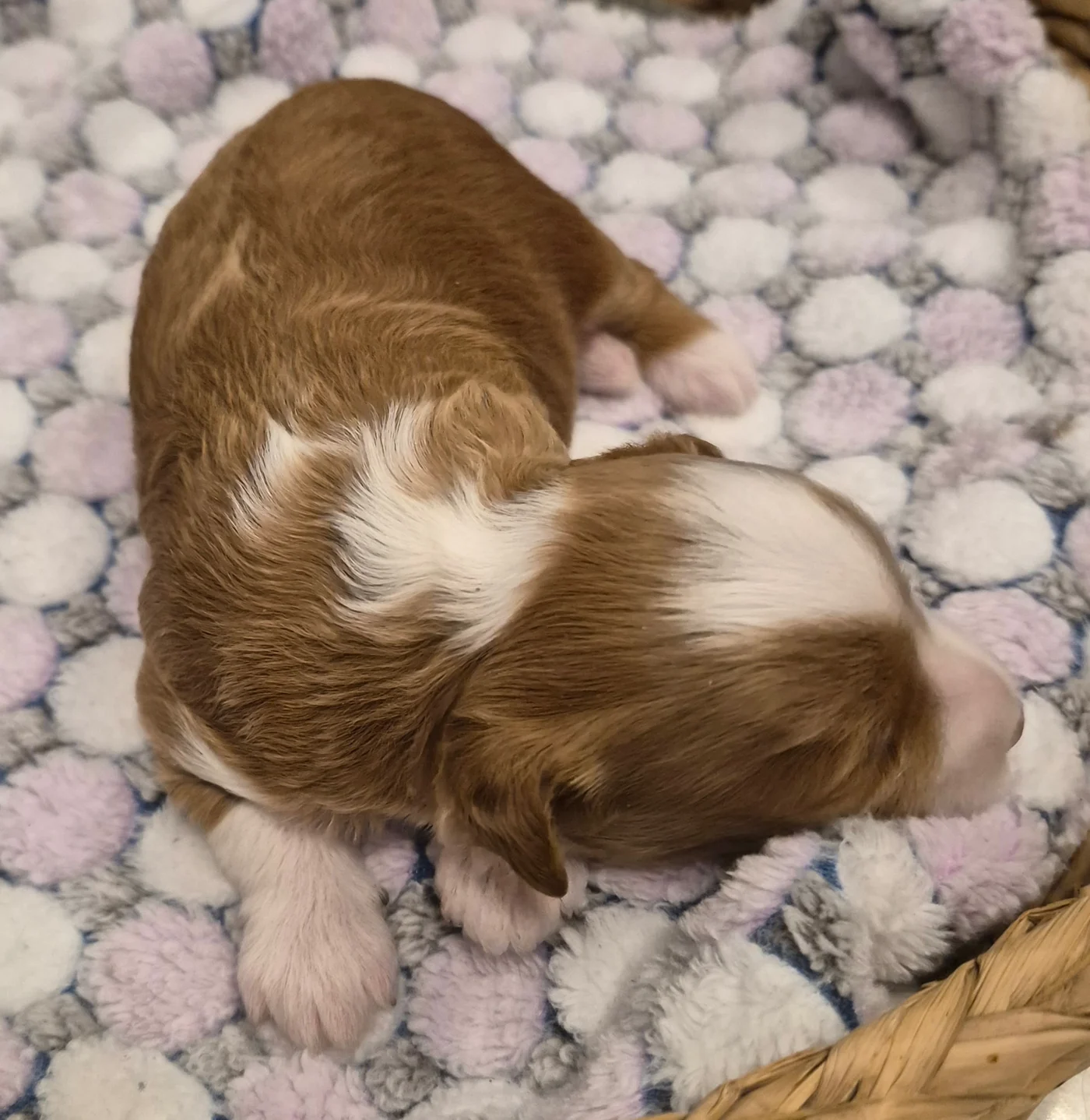 M-Blue Boy micro Goldendoodle puppy photo