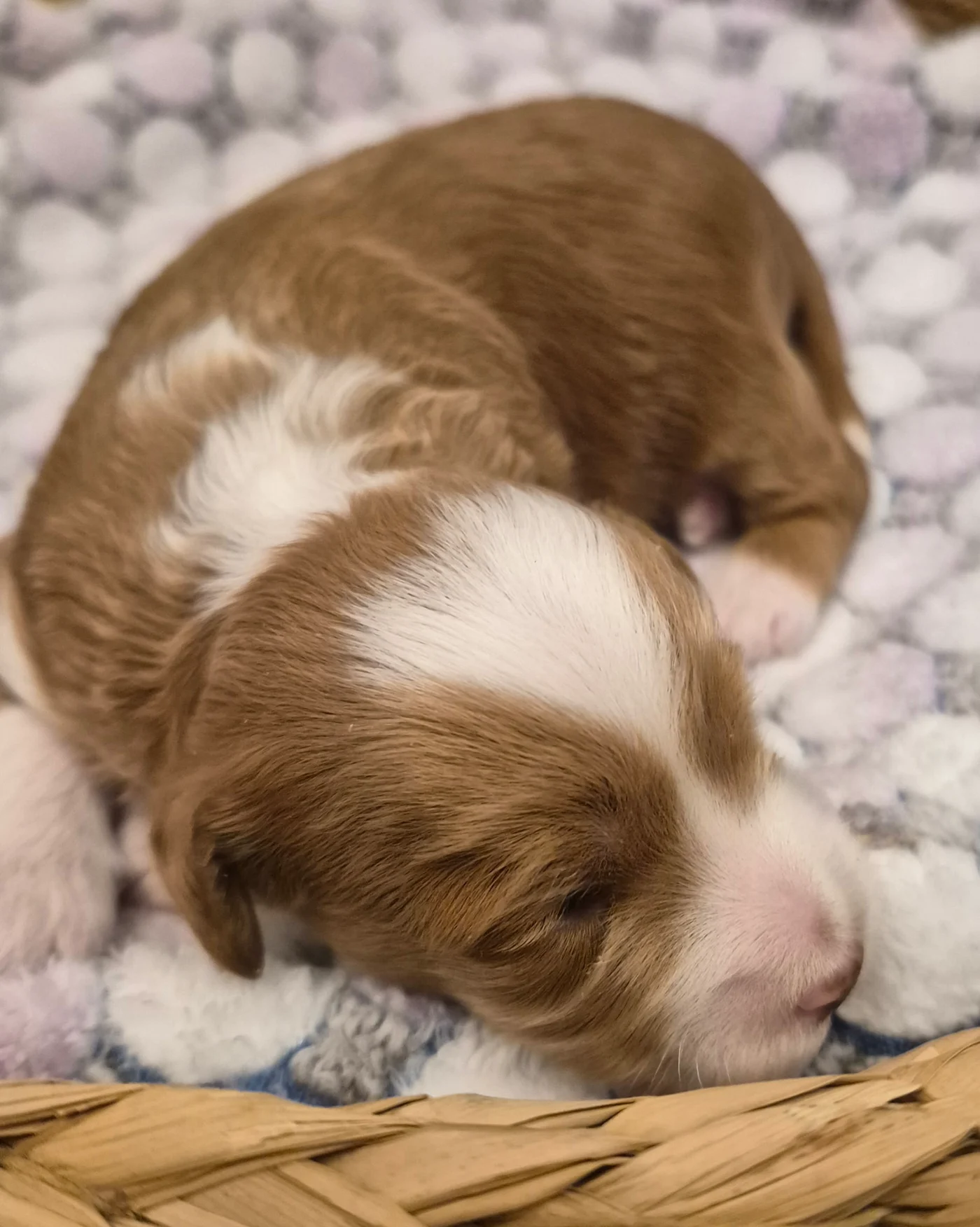 M-Blue Boy micro Goldendoodle puppy photo