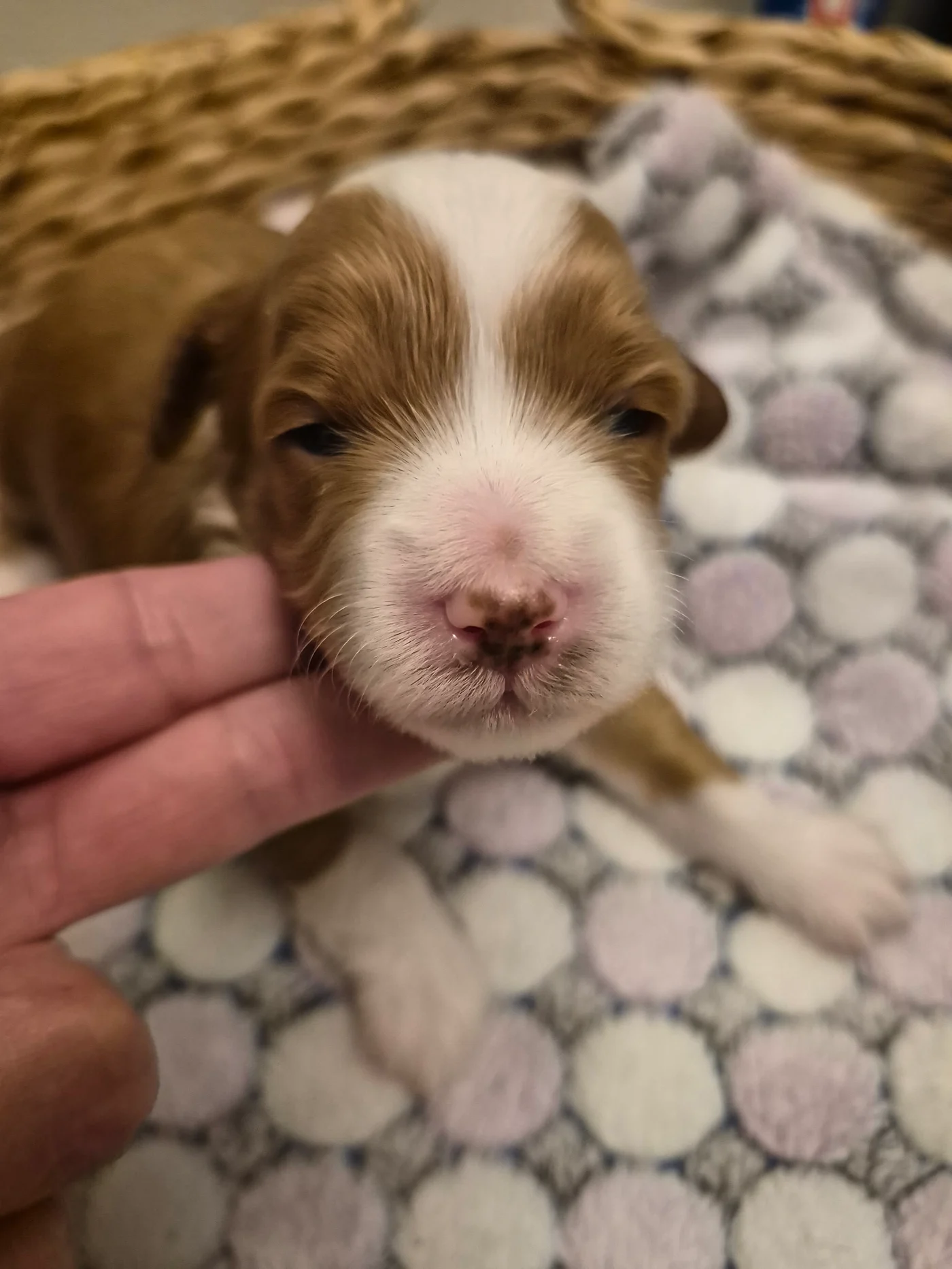 M-Blue Boy micro Goldendoodle puppy photo