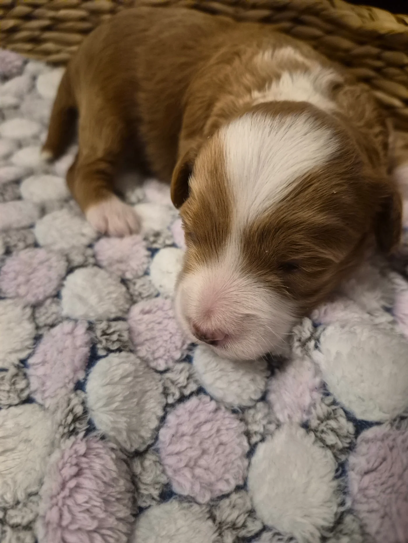 M-Blue Boy micro Goldendoodle puppy photo