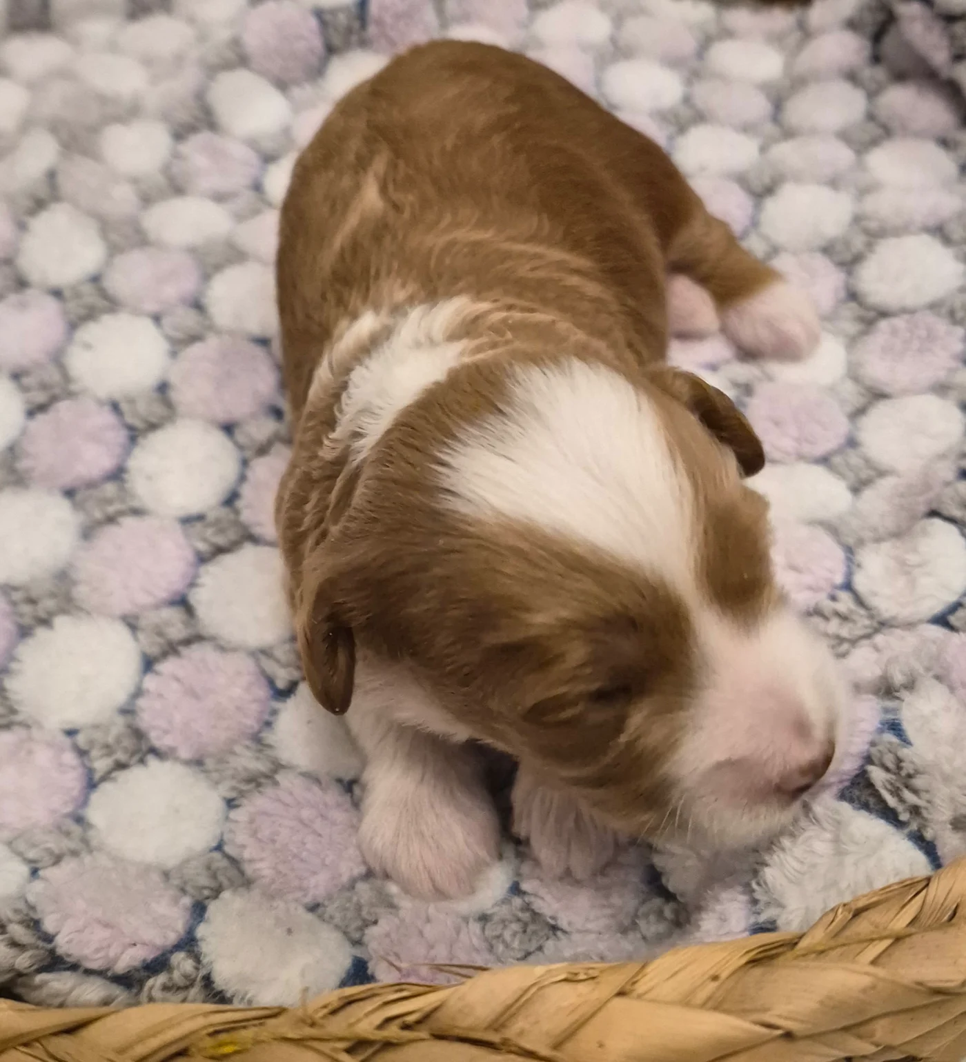 M-Blue Boy micro Goldendoodle puppy photo
