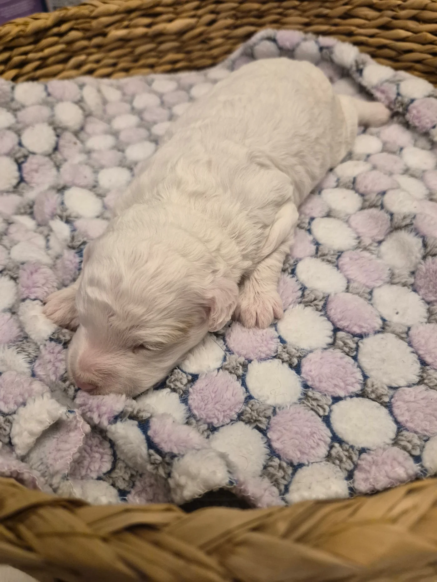 M-Coconut Vanilla cream multigen micro Goldendoodle puppy from Texas Goldendoodle Lovers in Dallas, Texas