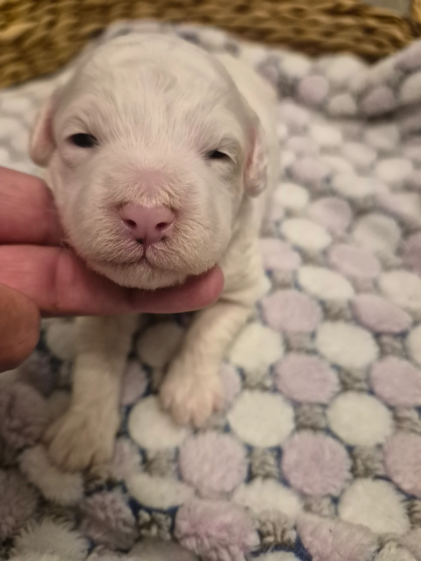 M-Coconut Vanilla micro Goldendoodle puppy photo