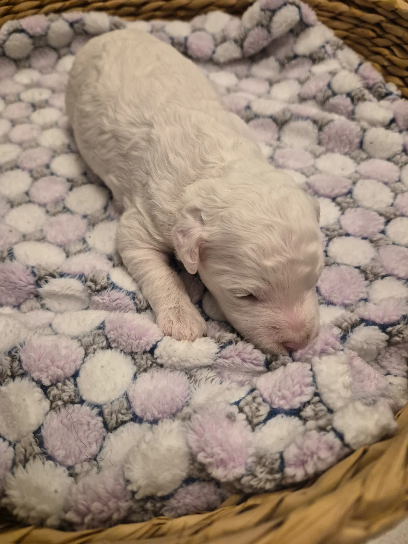 M-Coconut Vanilla micro Goldendoodle puppy photo