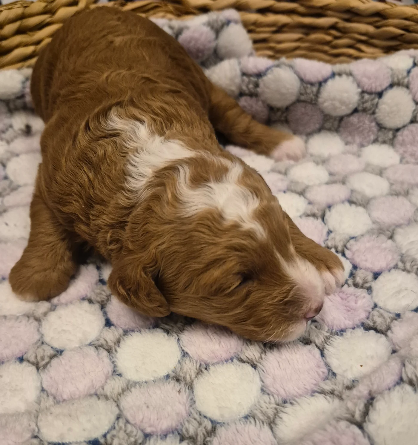 M-Peach Girl multigen micro Goldendoodle puppy from Texas Goldendoodle Lovers in Dallas, Texas