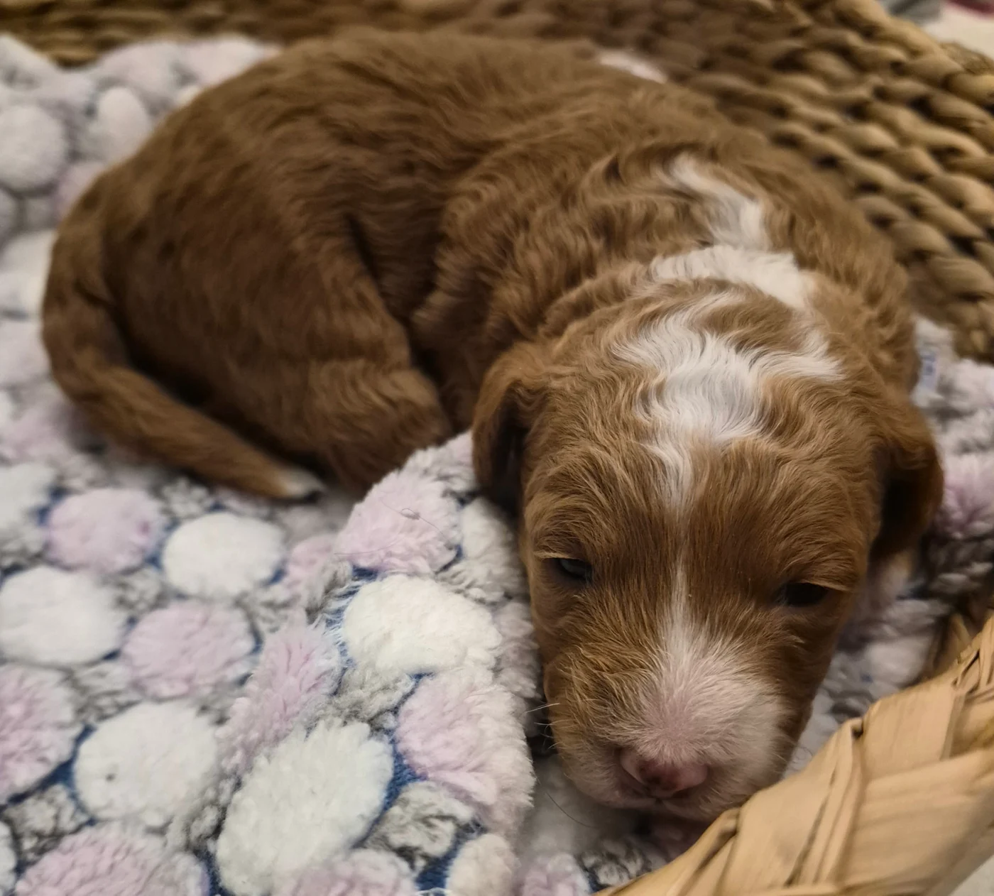 M-Peach Girl micro Goldendoodle puppy photo