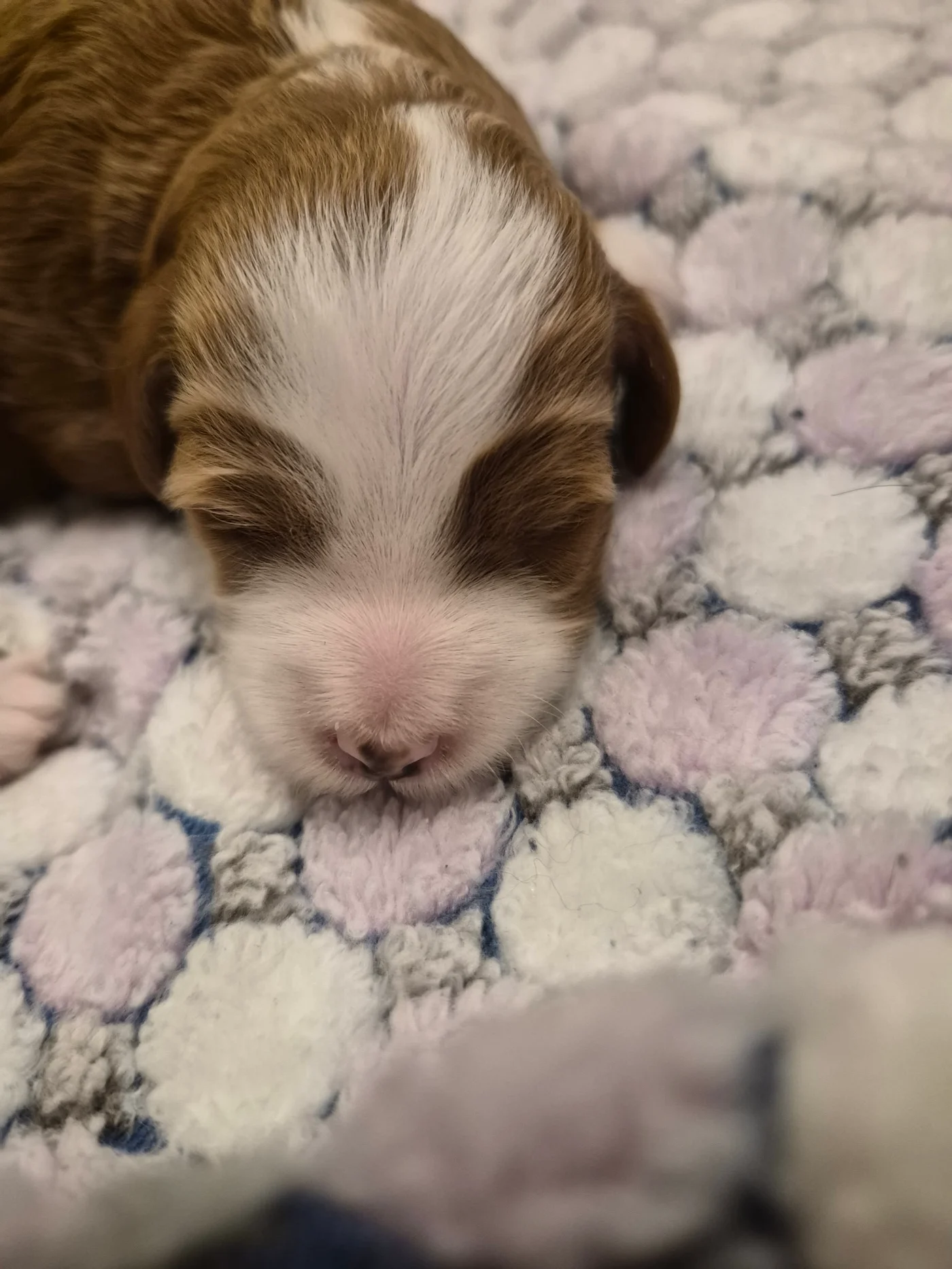 M-Pink Girl multigen micro Goldendoodle puppy from Texas Goldendoodle Lovers in Dallas, Texas