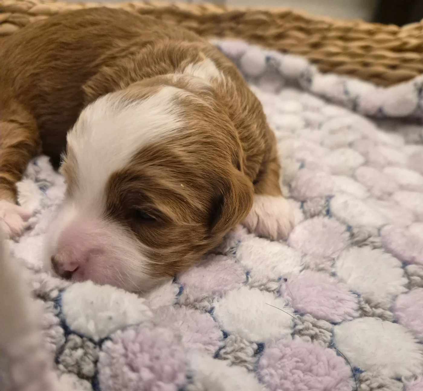M-Pink Girl micro Goldendoodle puppy photo
