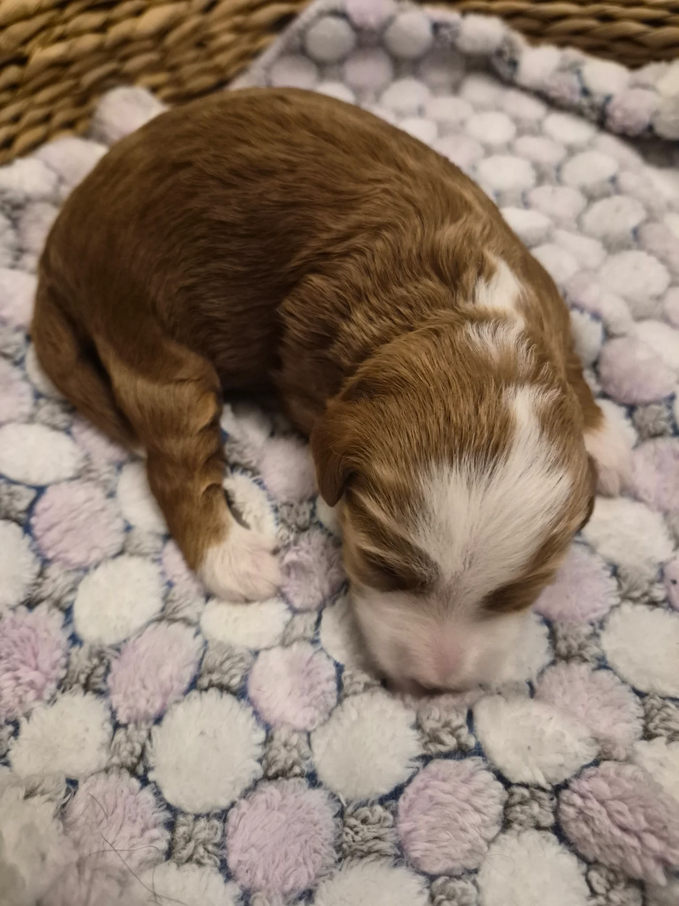 M-Pink Girl micro Goldendoodle puppy photo