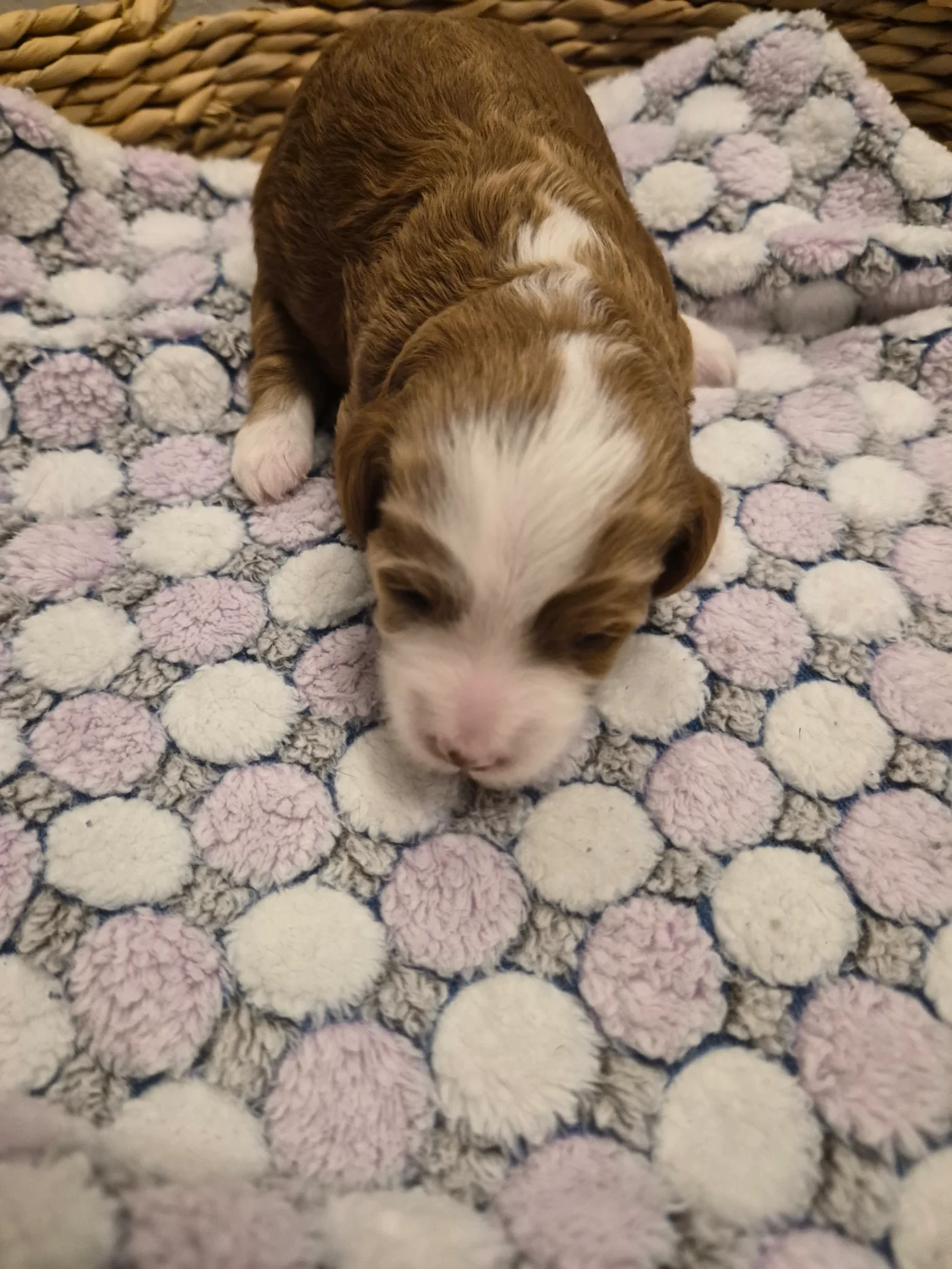 M-Pink Girl micro Goldendoodle puppy photo