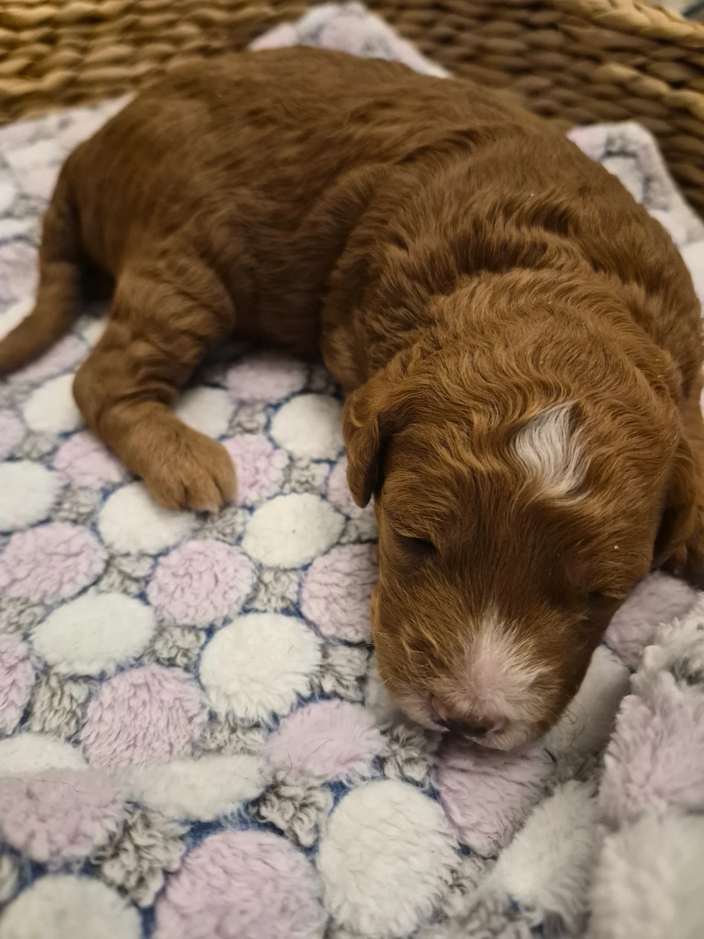 M-Red Boy red multigen micro Goldendoodle puppy from Texas Goldendoodle Lovers in Dallas, Texas