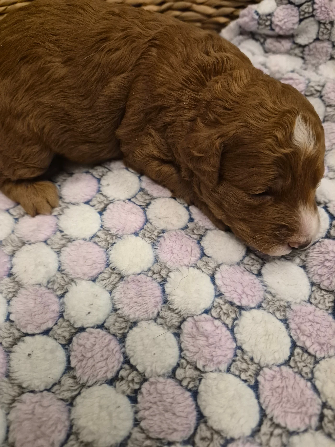 M-Red Boy micro Goldendoodle puppy photo