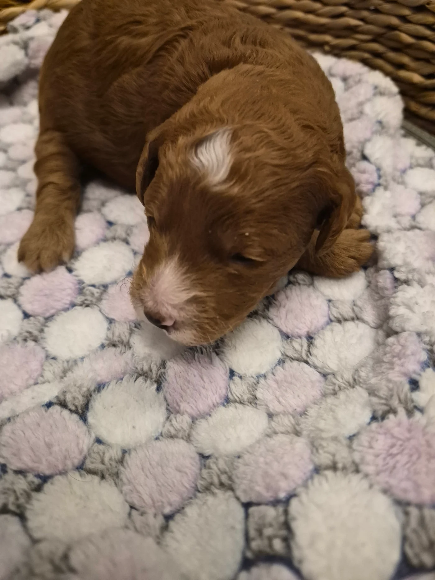 M-Red Boy micro Goldendoodle puppy photo