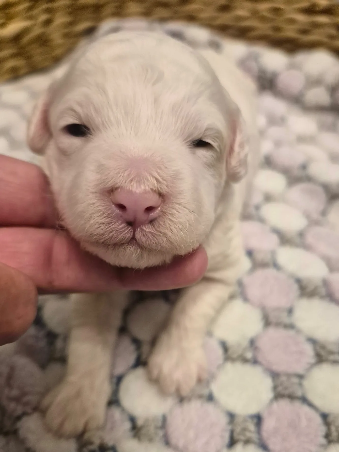 M-Coconut Vanilla cream multigen micro Goldendoodle puppy from Texas Goldendoodle Lovers in Dallas, Texas