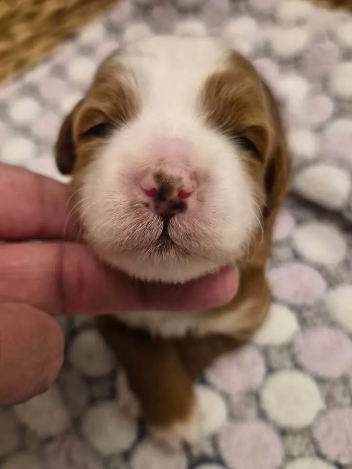 M-Pink Girl multigen micro Goldendoodle puppy from Texas Goldendoodle Lovers in Dallas, Texas