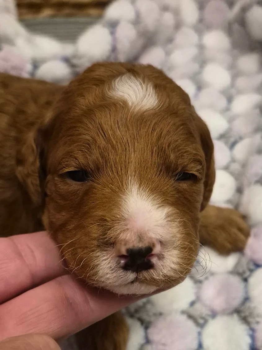 M-Red Boy red multigen micro Goldendoodle puppy from Texas Goldendoodle Lovers in Dallas, Texas