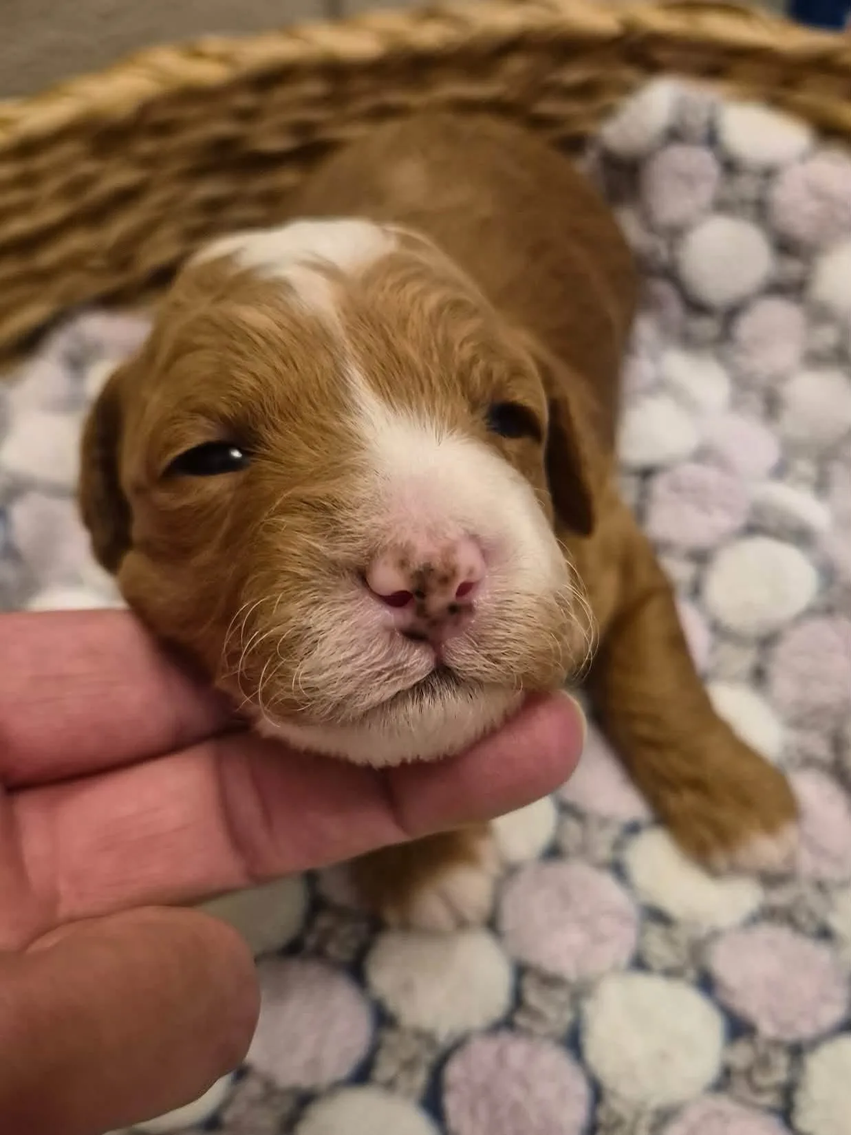 M-Peach Girl multigen micro Goldendoodle puppy from Texas Goldendoodle Lovers in Dallas, Texas