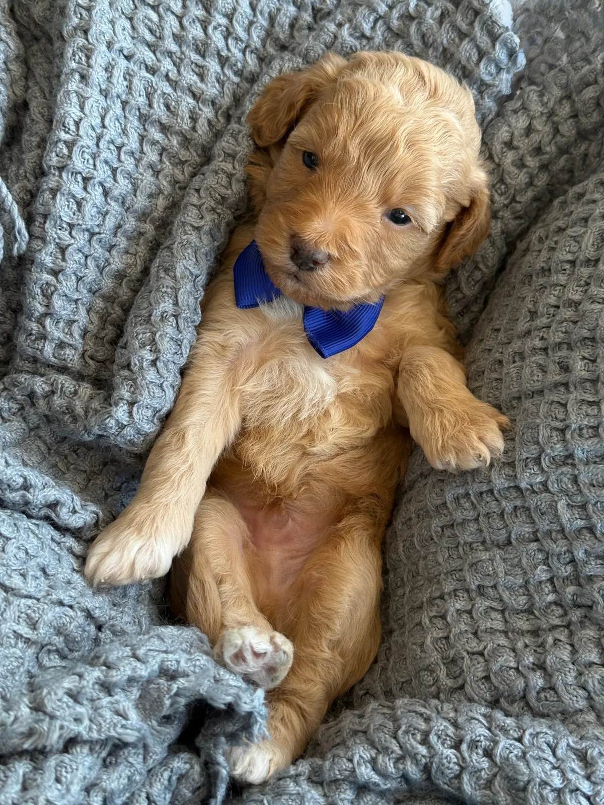 A-Blue Boy apricot multigen micro Goldendoodle puppy from Texas Goldendoodle Lovers in Dallas, Texas