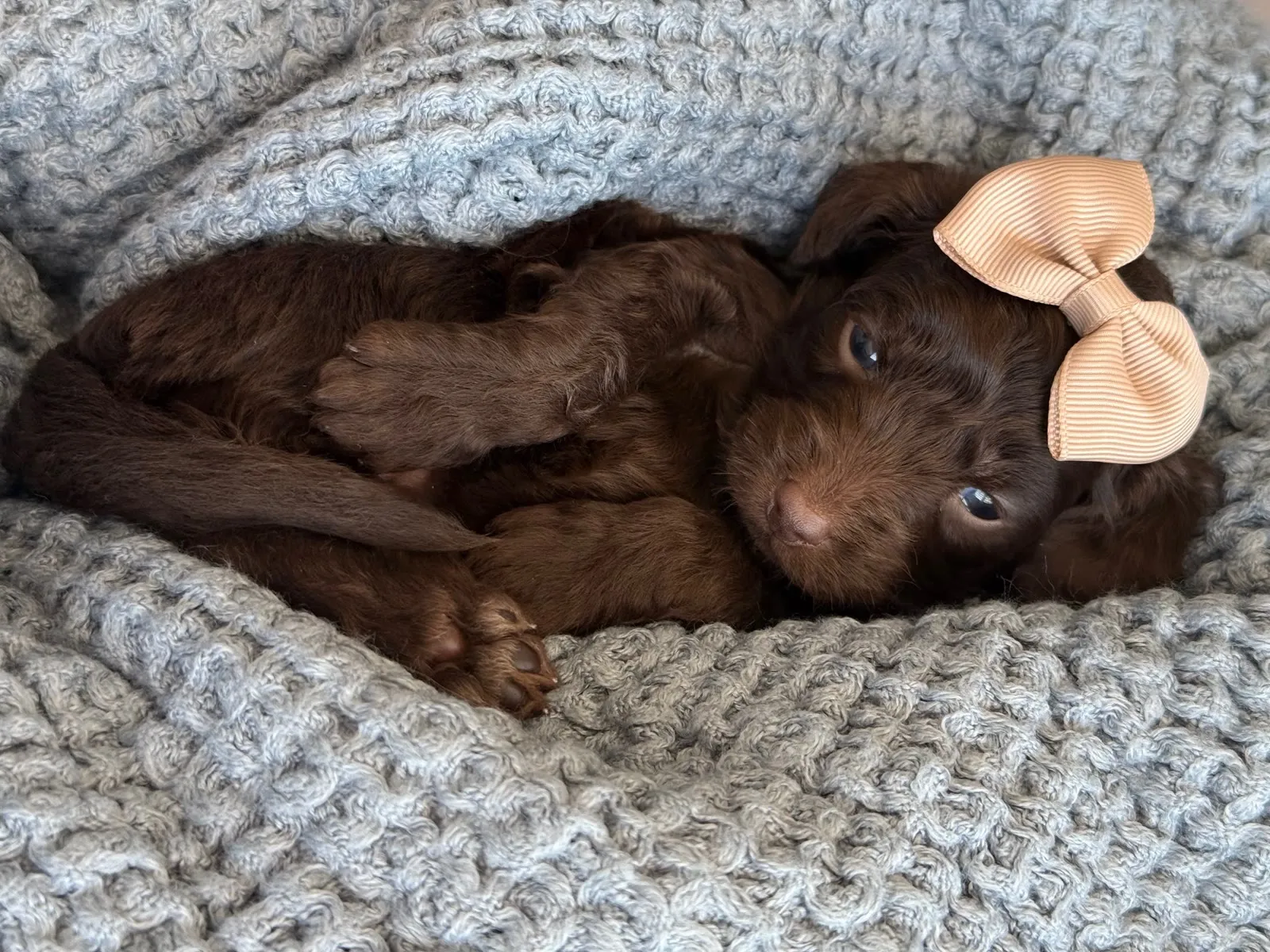 A-Chocolate Girl