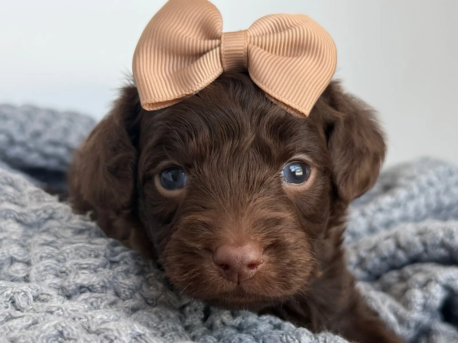A-Chocolate Girl chocolate multigen micro Goldendoodle puppy from Texas Goldendoodle Lovers in Dallas, Texas