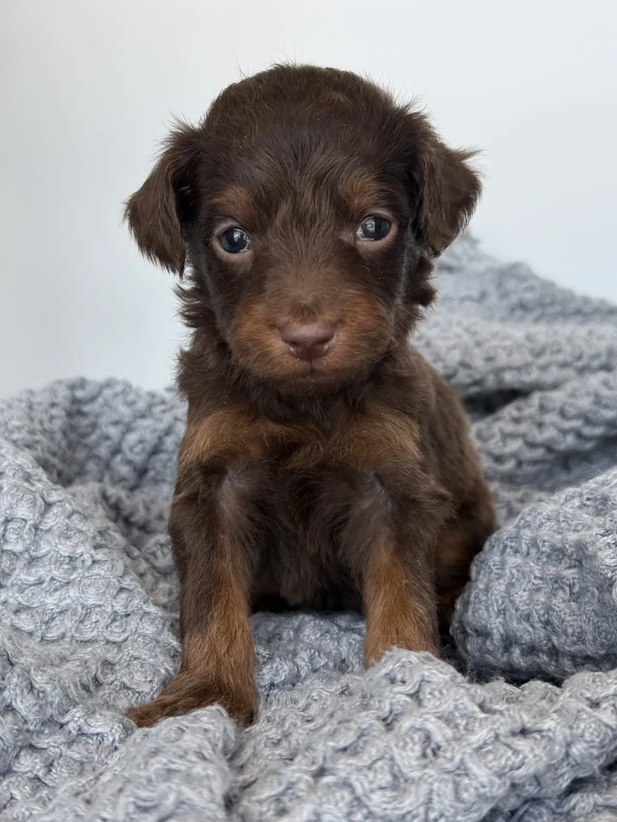 A-Chocolate Phantom Boy micro Goldendoodle puppy photo