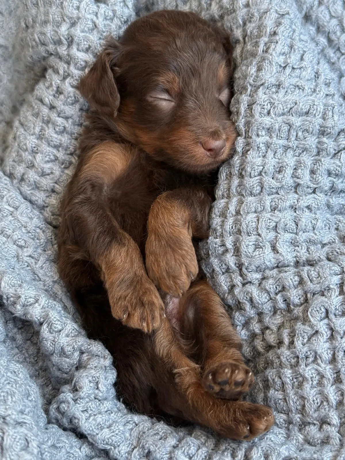 A-Chocolate Phantom Boy chocolate phantom multigen micro Goldendoodle puppy from Texas Goldendoodle Lovers in Dallas, Texas