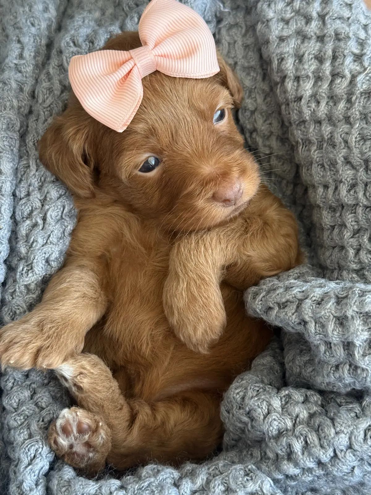 A-Peach Girl red multigen micro Goldendoodle puppy from Texas Goldendoodle Lovers in Dallas, Texas