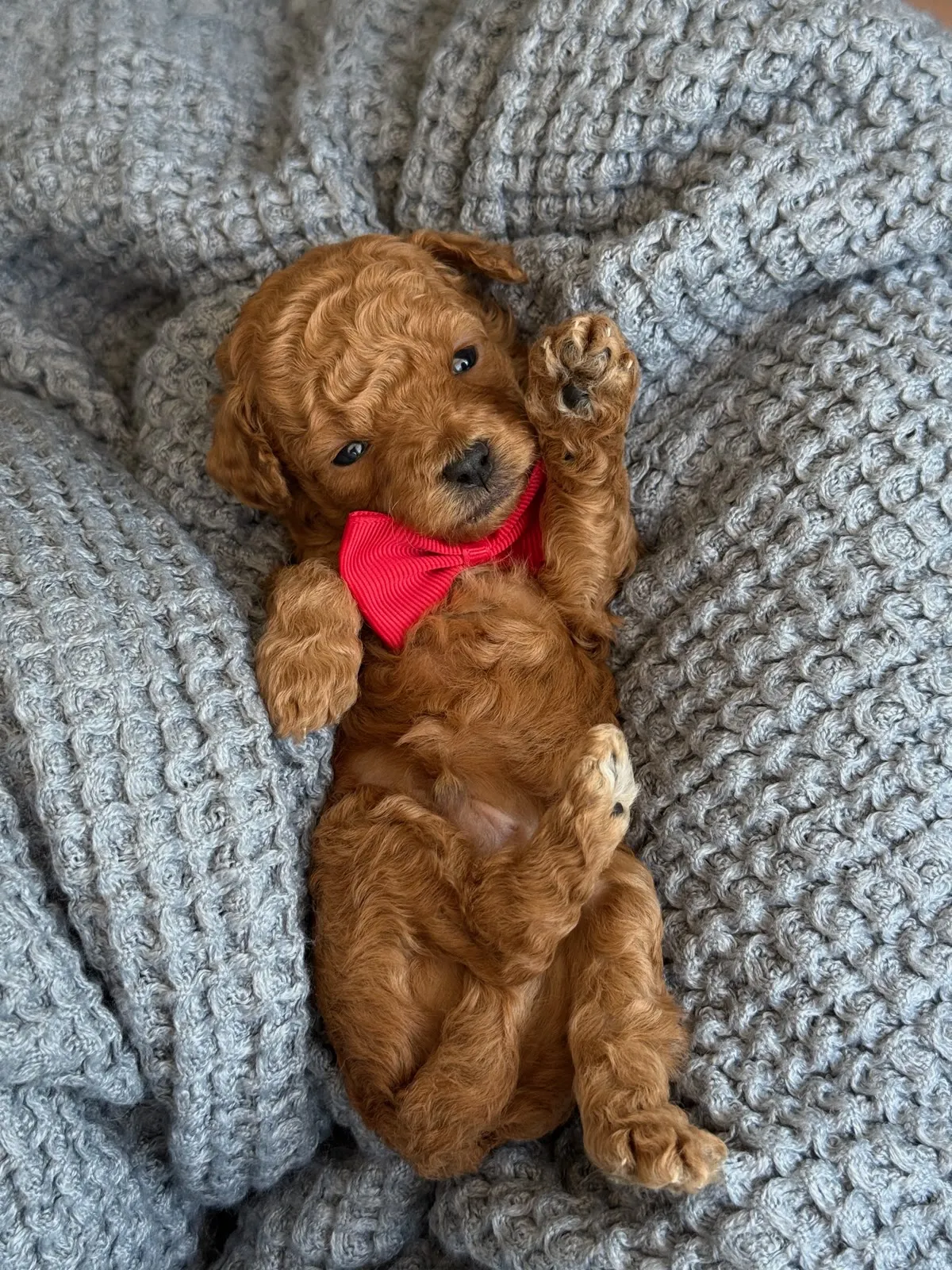 A-Red Boy red multigen micro Goldendoodle puppy from Texas Goldendoodle Lovers in Dallas, Texas